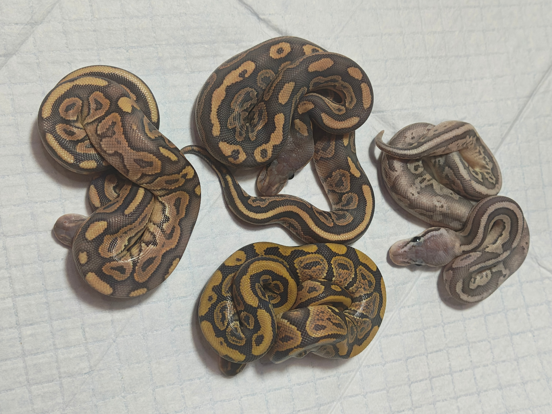 Typhoon Mutation - Ball Pythons - MorphMarket Reptile Community