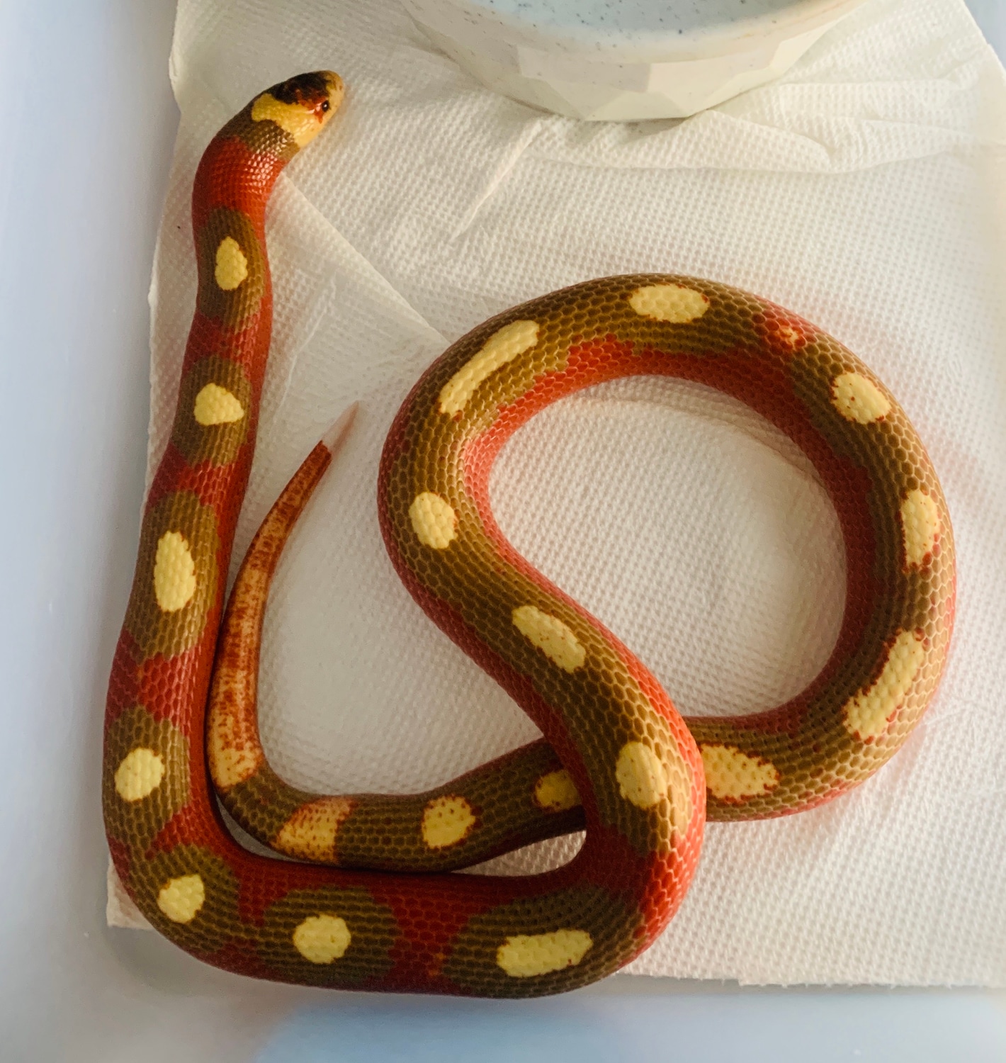 Splotched T Positive Albino Nelson's Milk Snake by Kangas Kritters