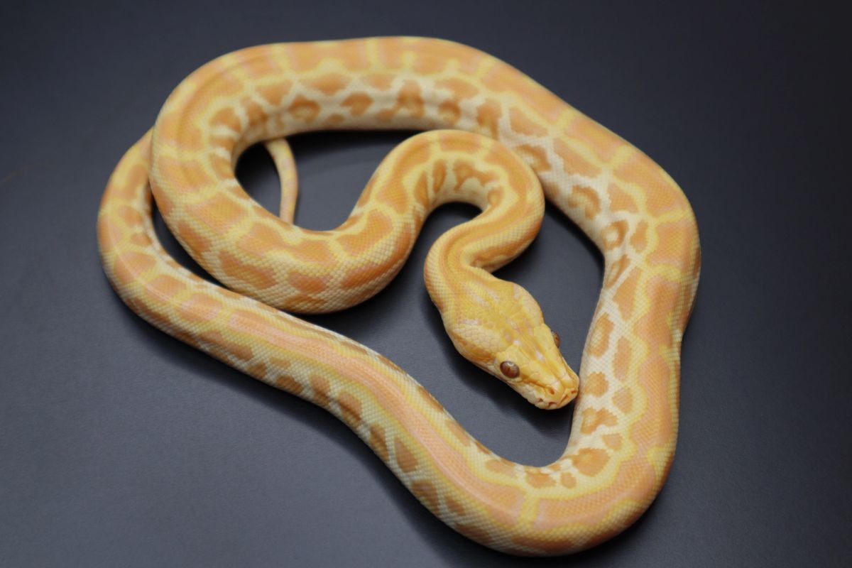 Pearl 50% Het Green, Granite, And Labyrinth Burmese Python by Jason's Exotic Reptiles