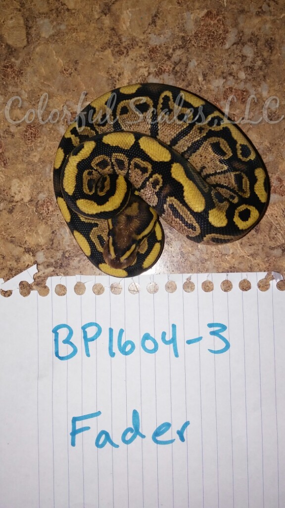 Fader Ball Python by Colorful Scales, LLC