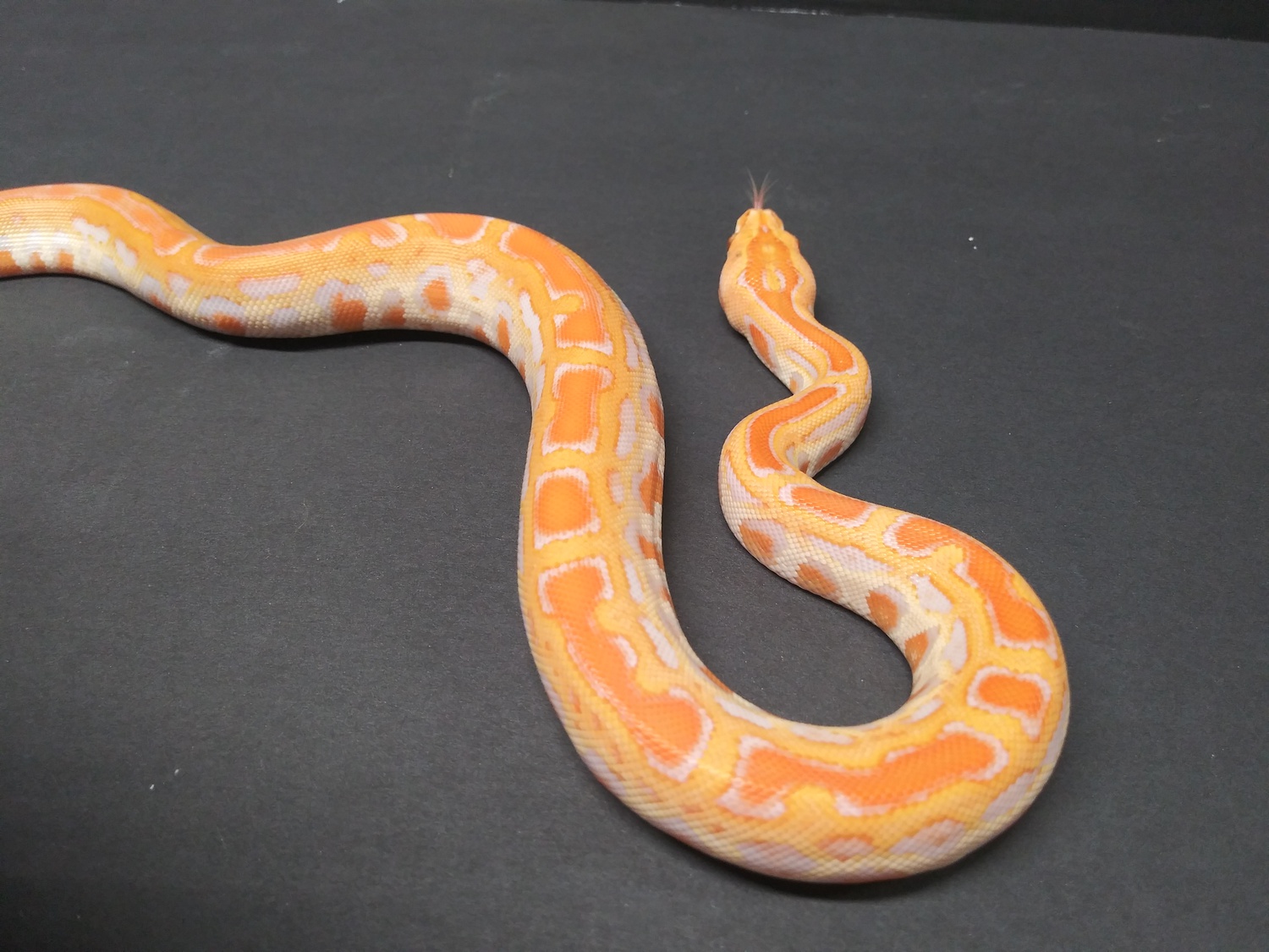 Albino Labyrinth Het Green Burmese Python by Reno’s Reptiles