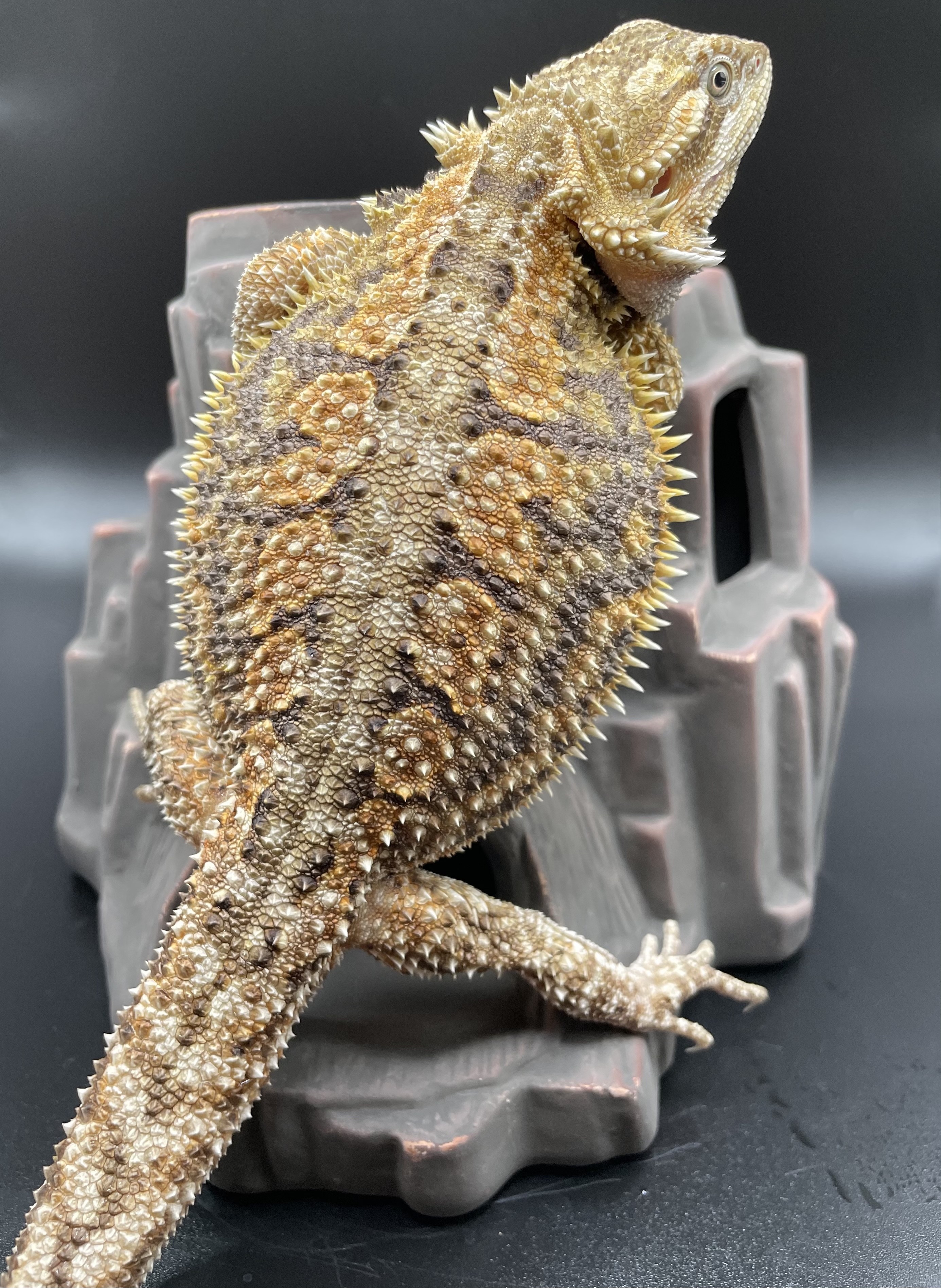 Dunner Central Bearded Dragon by Killer Clutches
