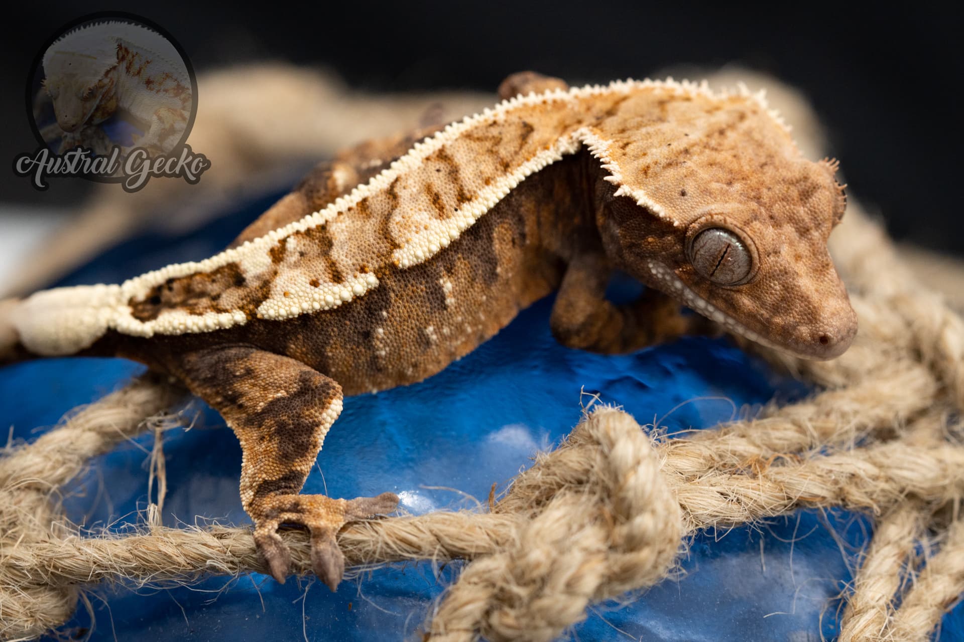 Sable - Crested Gecko Traits - Morphpedia