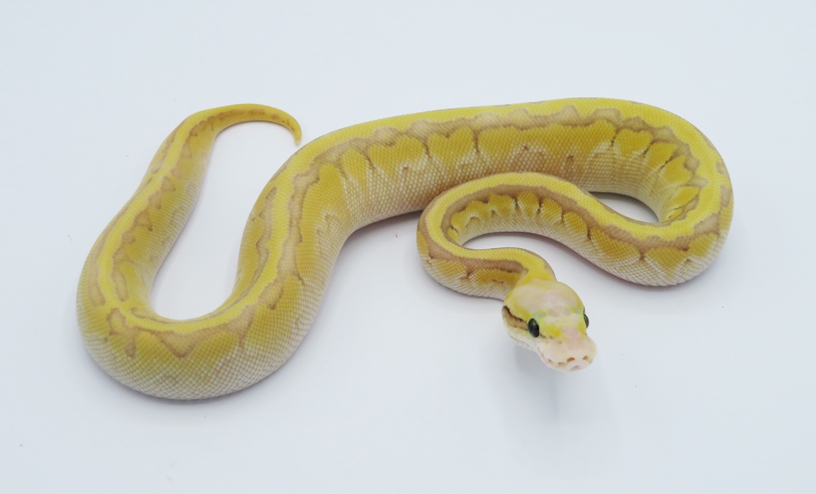 Super Pastel Hidden Gene Woma Enchi Lesser Pinstripe Harlequin Ball Python by Python Designs