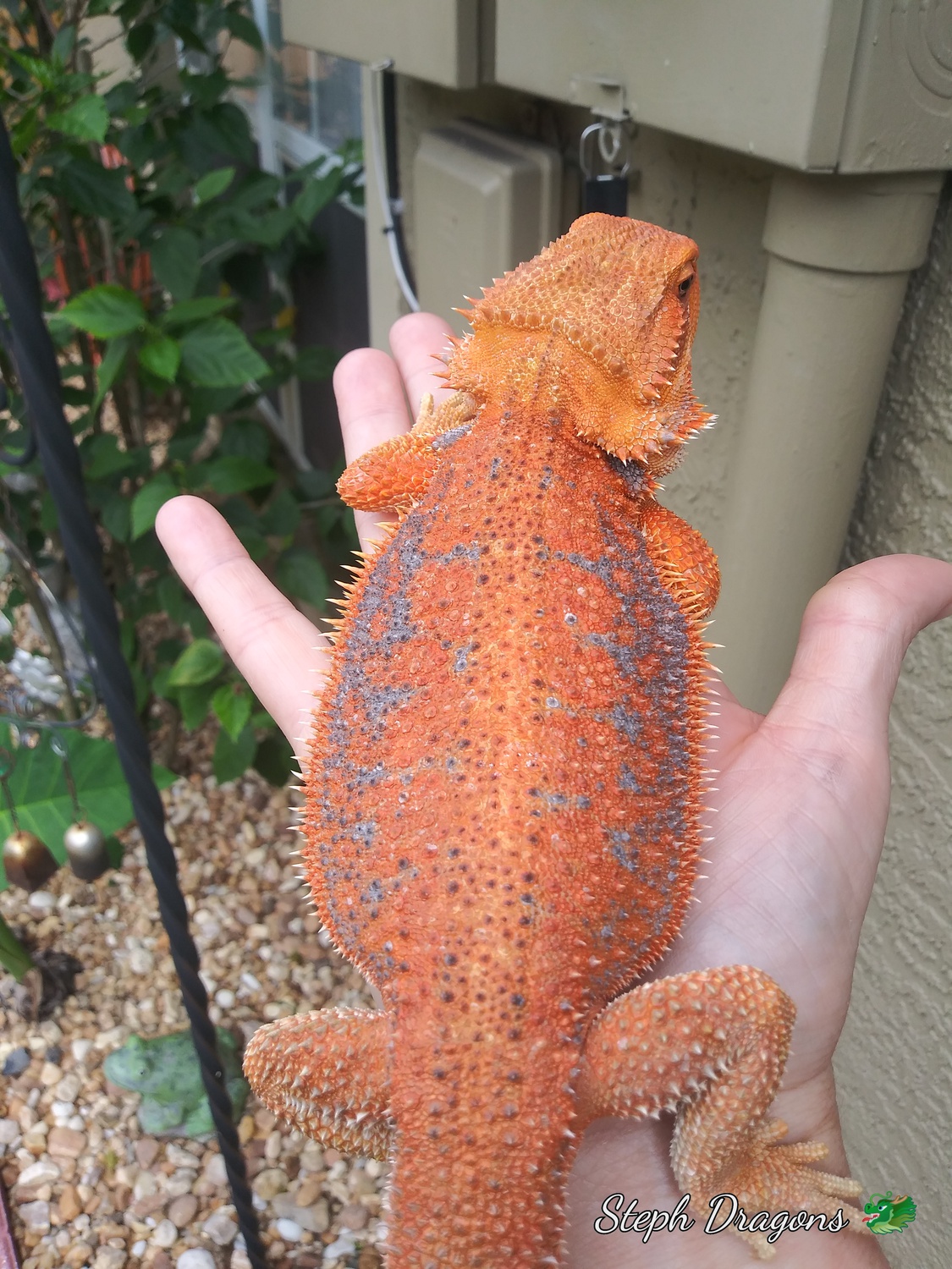 Red Dunner Hypo Het Tran Female Central Bearded Dragon by Steph dragons