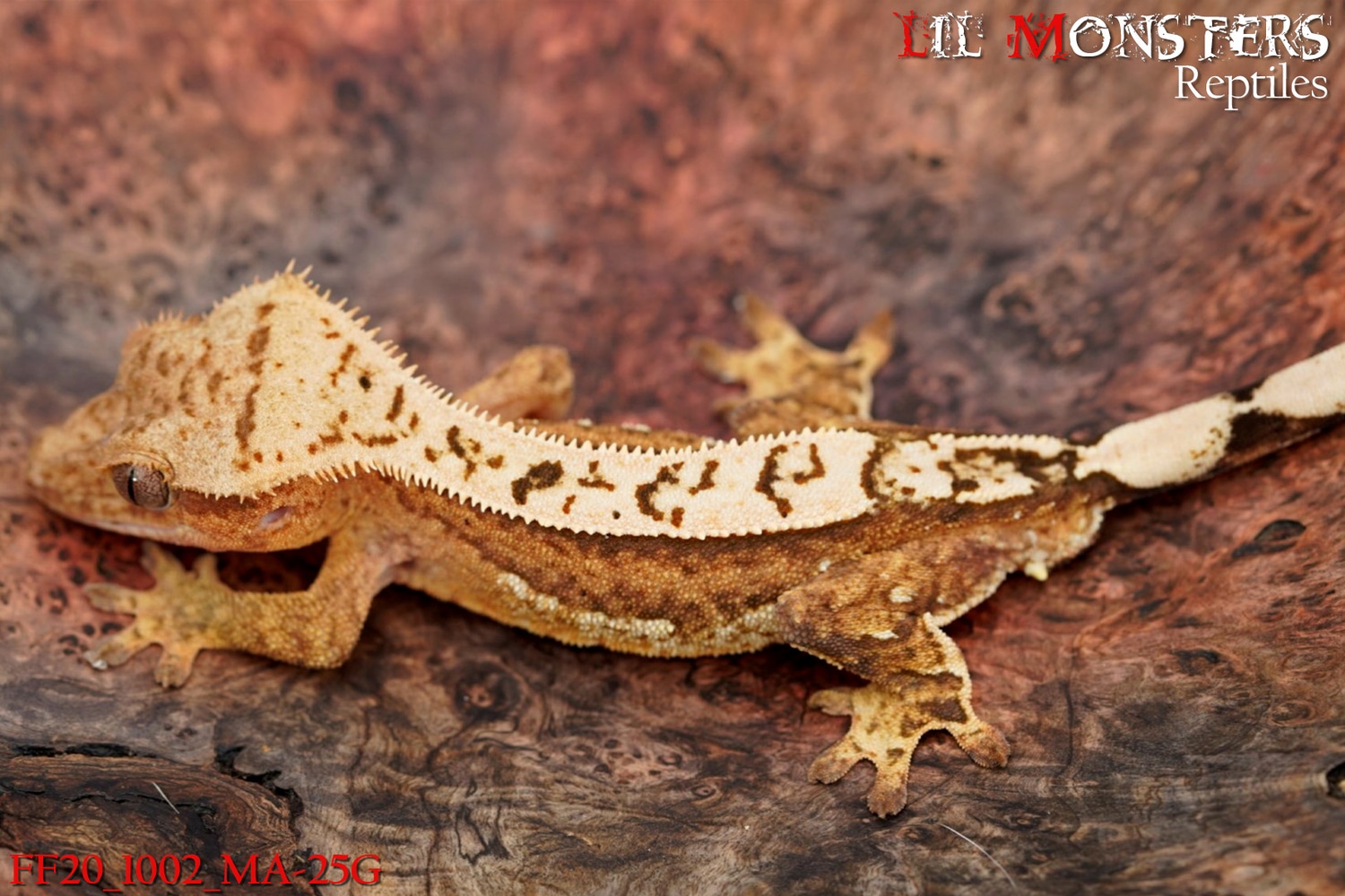 Creamsicle Crested Gecko by LIL MONSTERS Reptiles