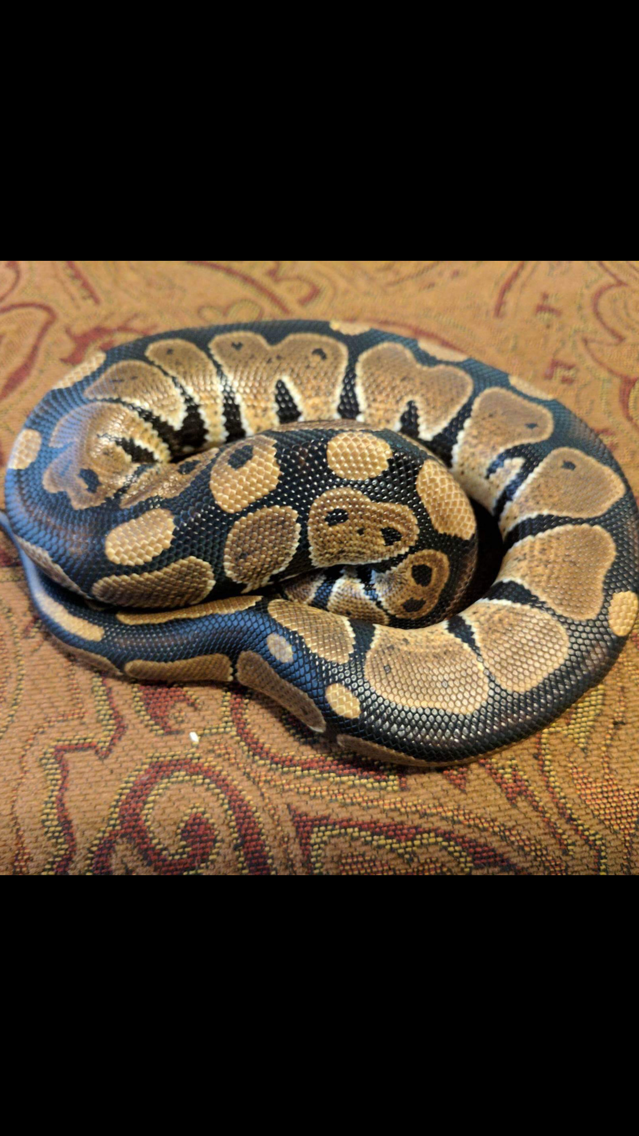 Shatter Ball Python by Aquariums Wholesale and Pet Supply