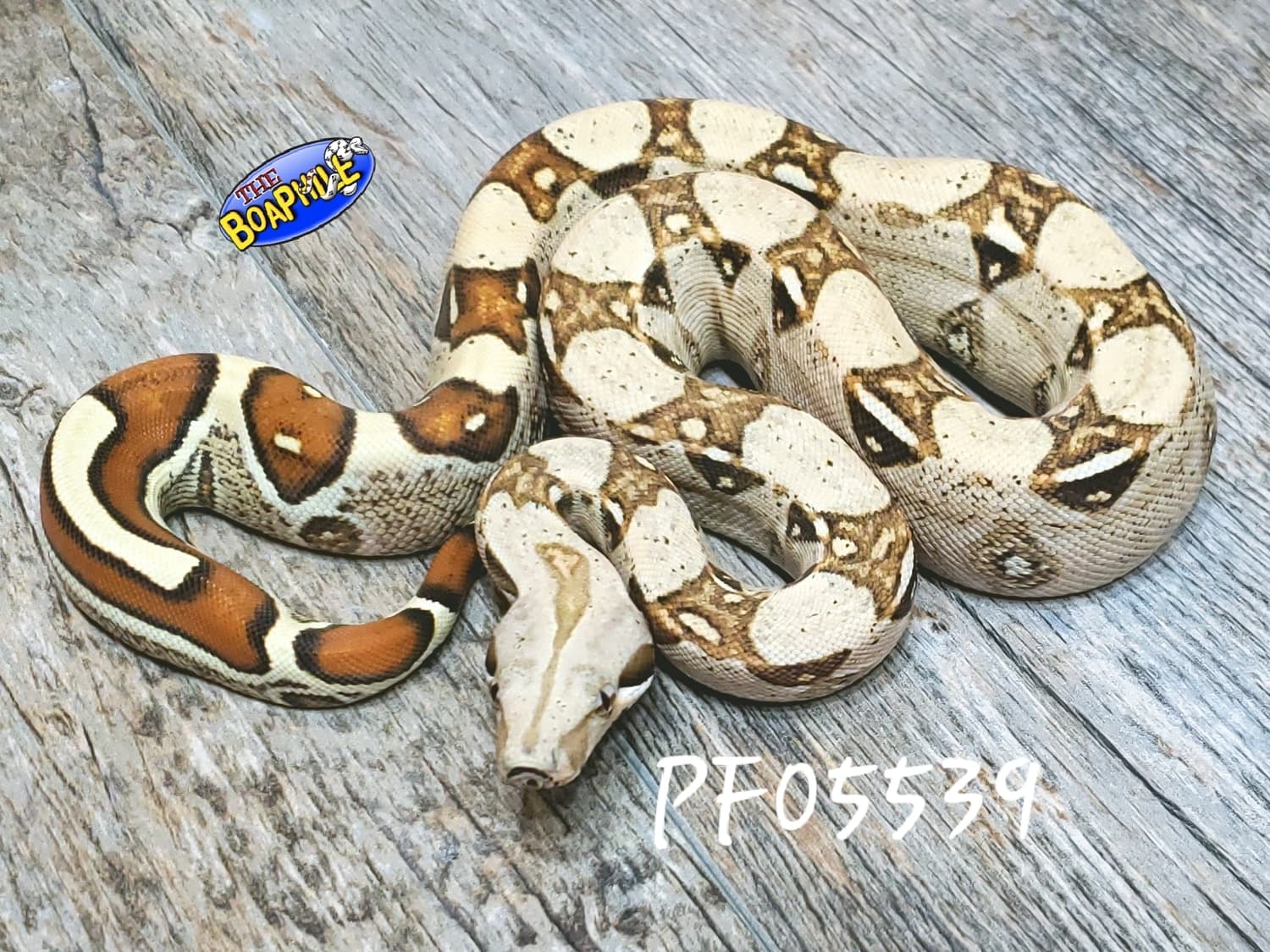 Prodigy Boa Constrictor by Boaphile Jeff Ronne