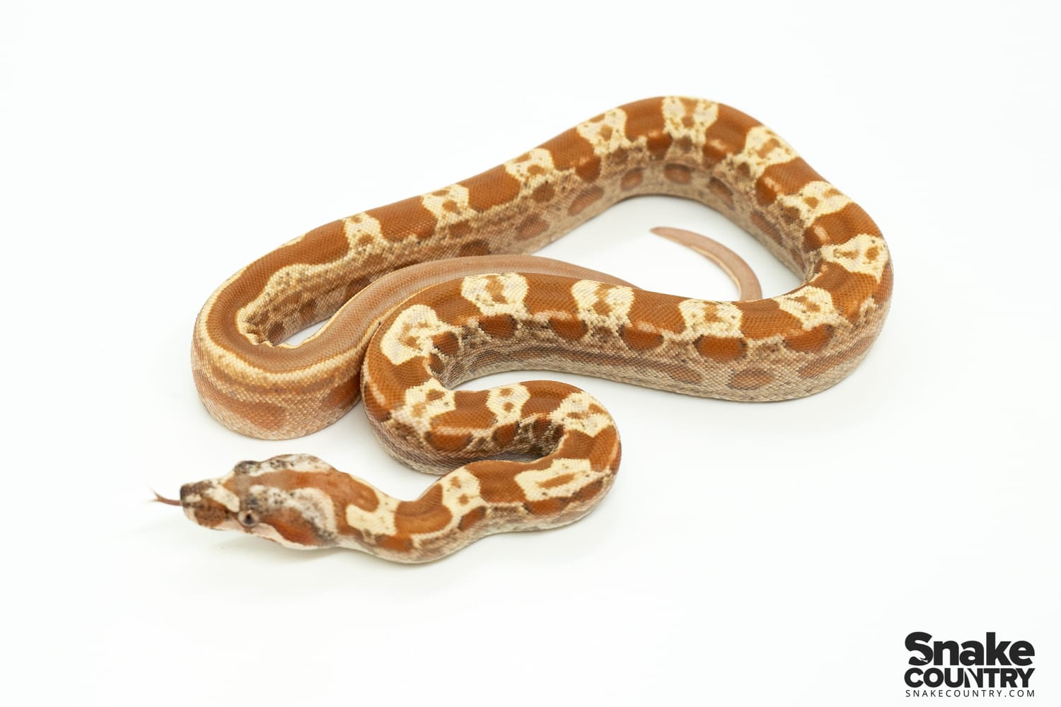 VPI IMG Sunglow Motley Jungle 66% Het Anery Boa Constrictor by Snake Country