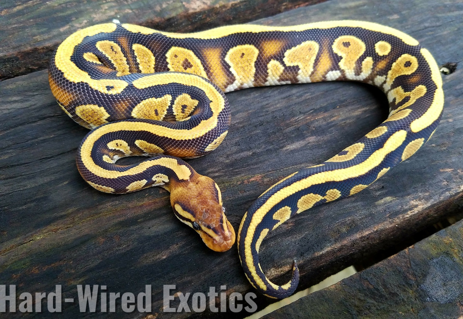 Fire Cypress Honey Yellowbelly Ball Python by Hard Wired Exotics