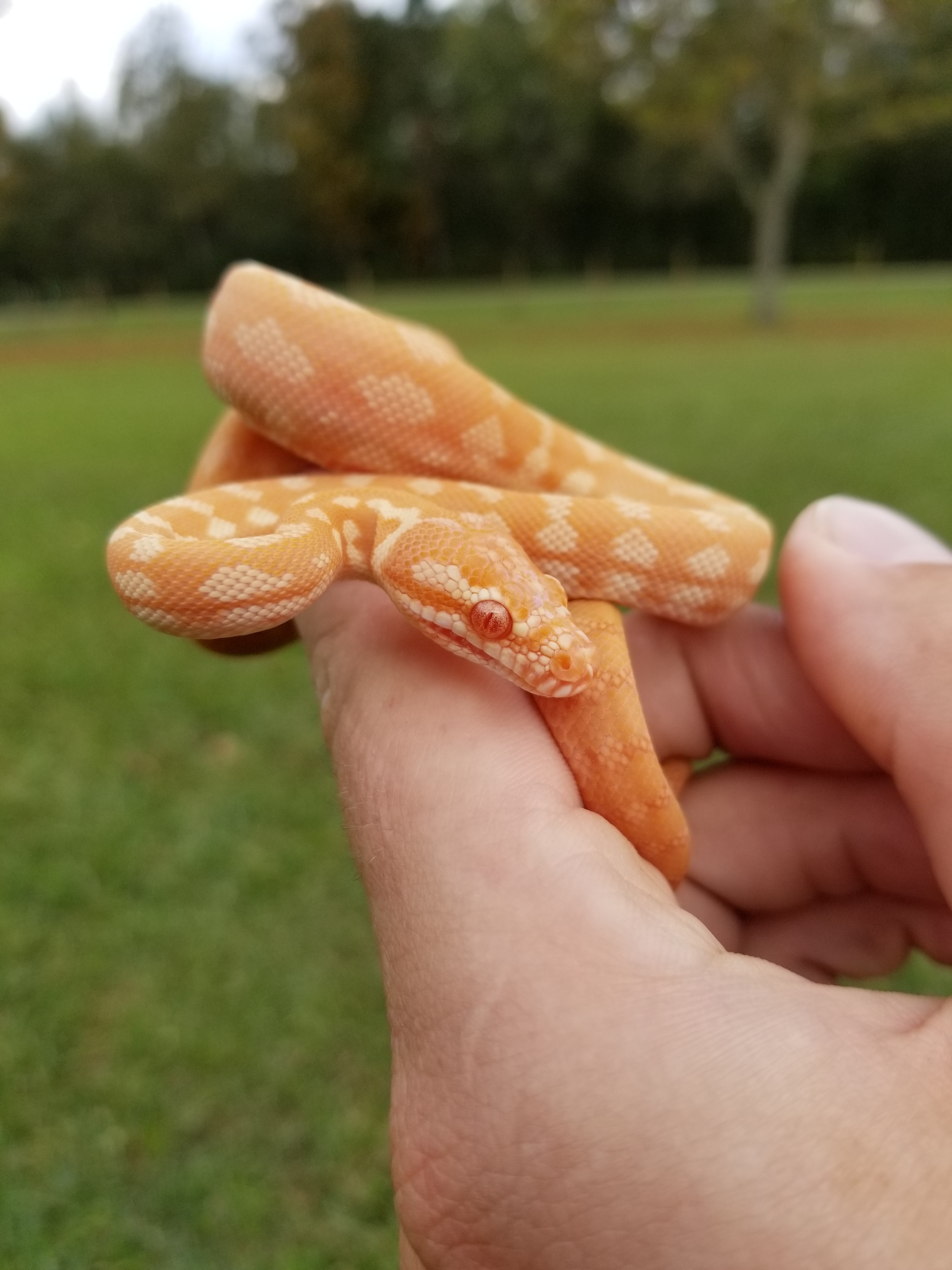 Albino Other Carpet Python by A&J Exotics