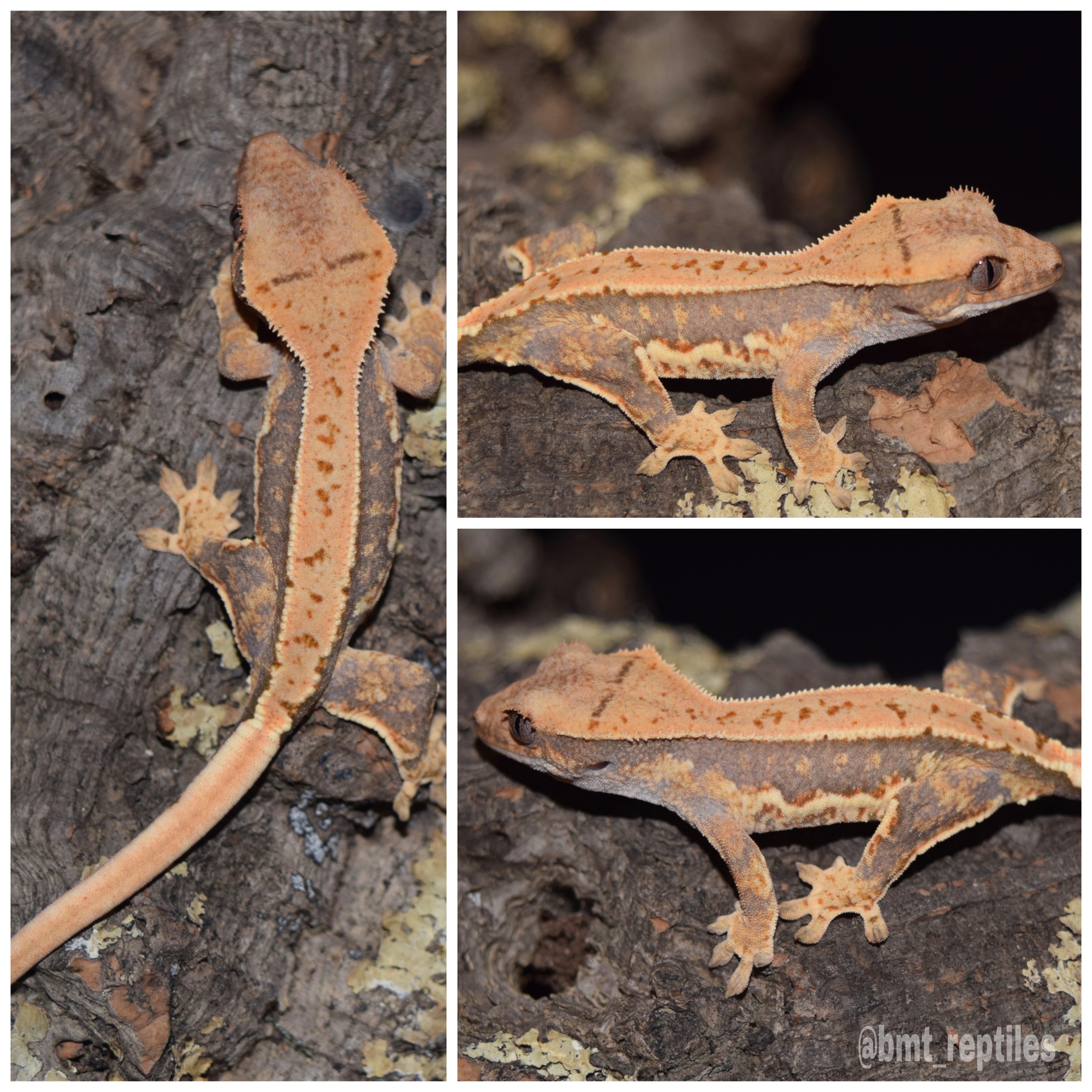 Lilly White Crested Gecko by BMT Reptiles & Exotics