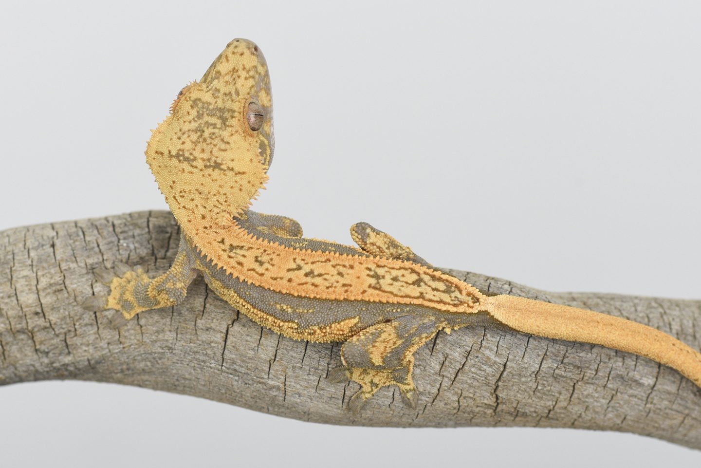 Tangerine Pinstripe Crested Gecko by Fringemorphs