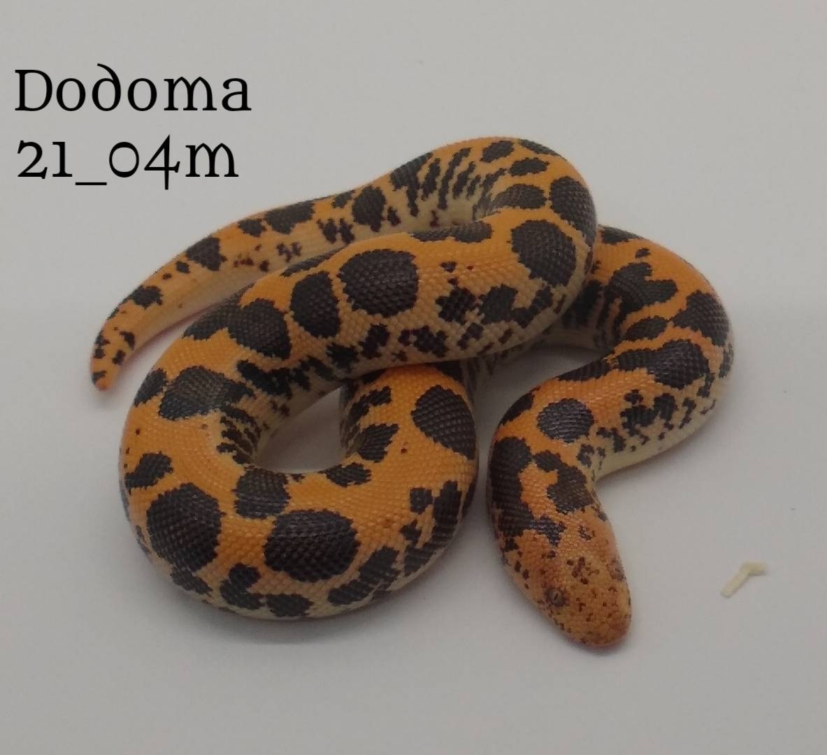 Pure Reduced-Pattern Dodoma Sand Boa by West Ridge Reptiles