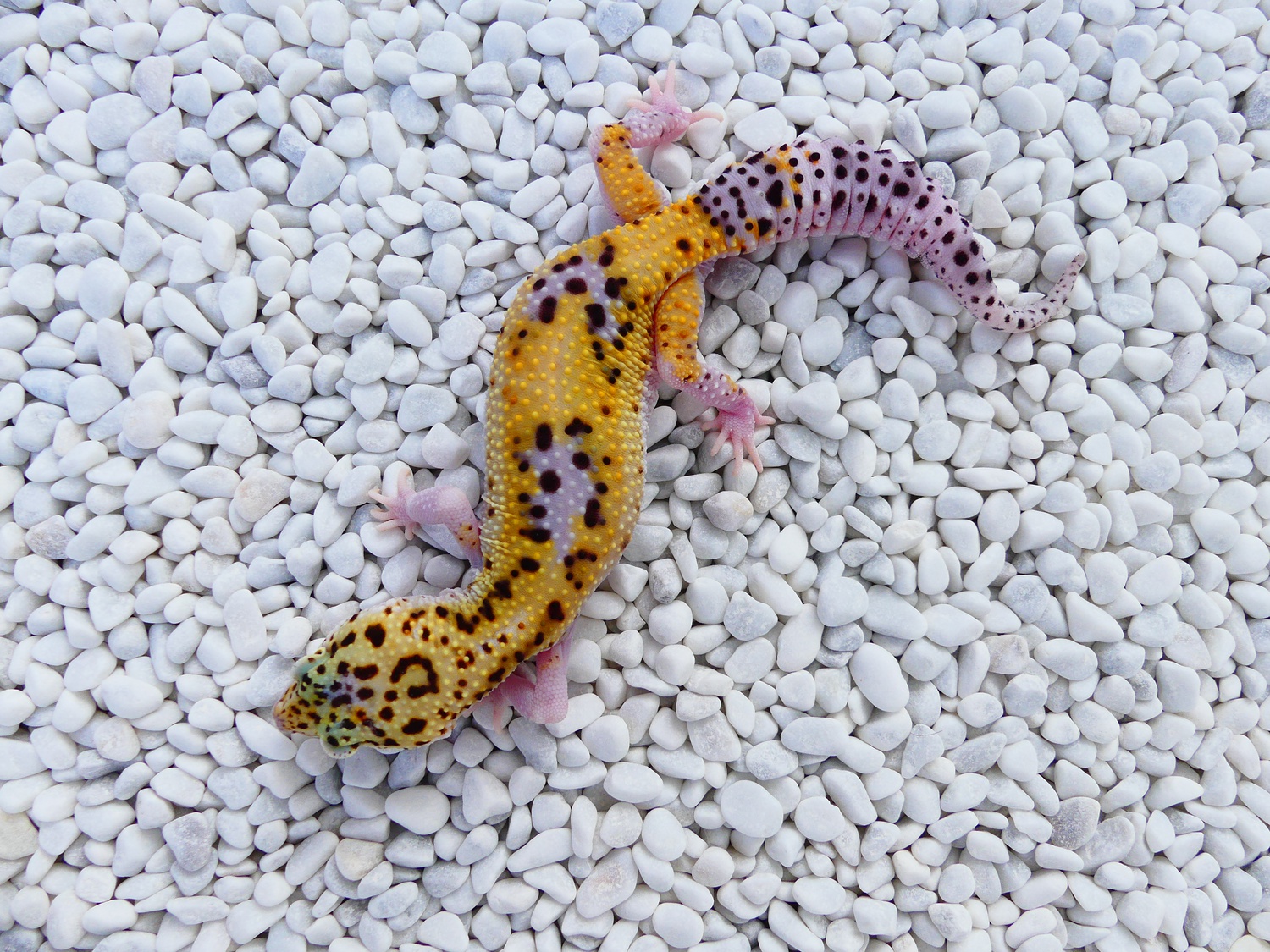 Ghost Eclipse Lavender Pastel 100% Het Tremper Albino Leopard Gecko by Geckos by Sophie