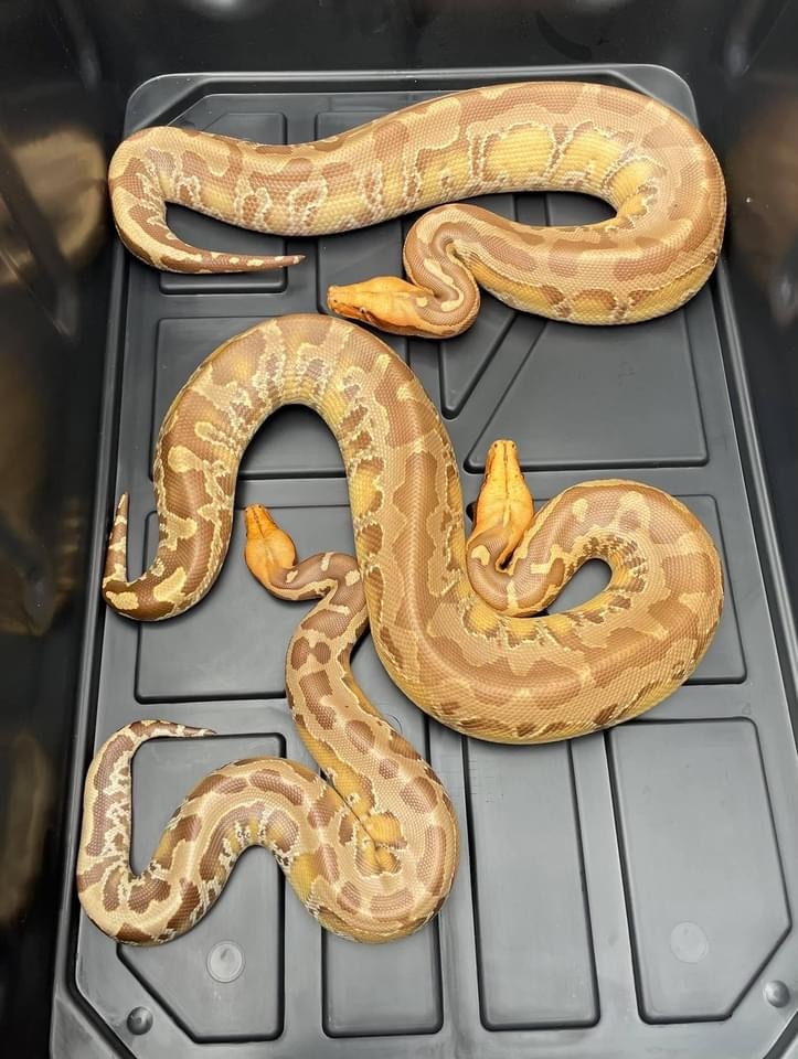 Caramel Group Sumatran Short-tailed Python by Russell Dabritz