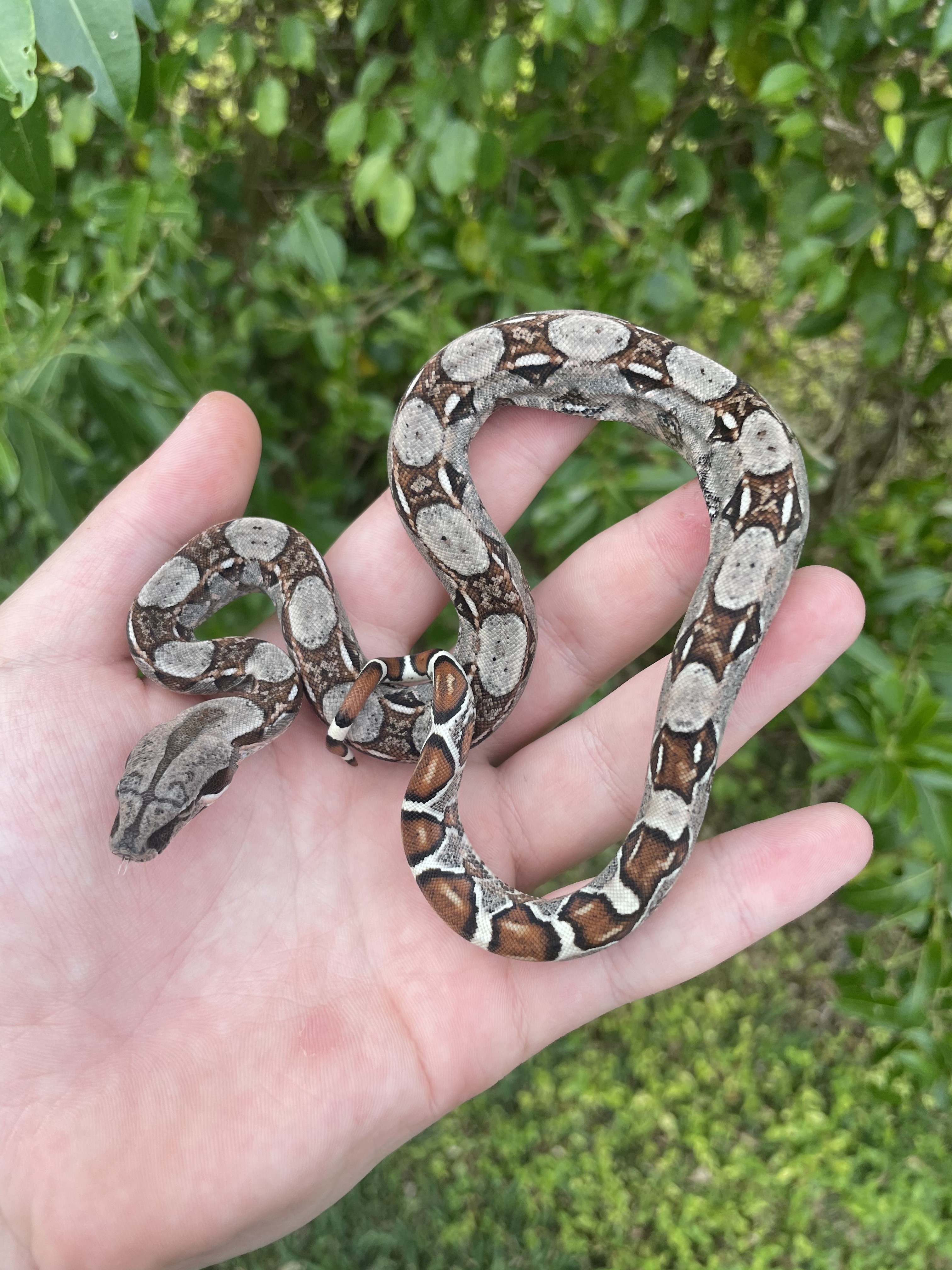 Normal Boa Constrictor by O.t.w exotics