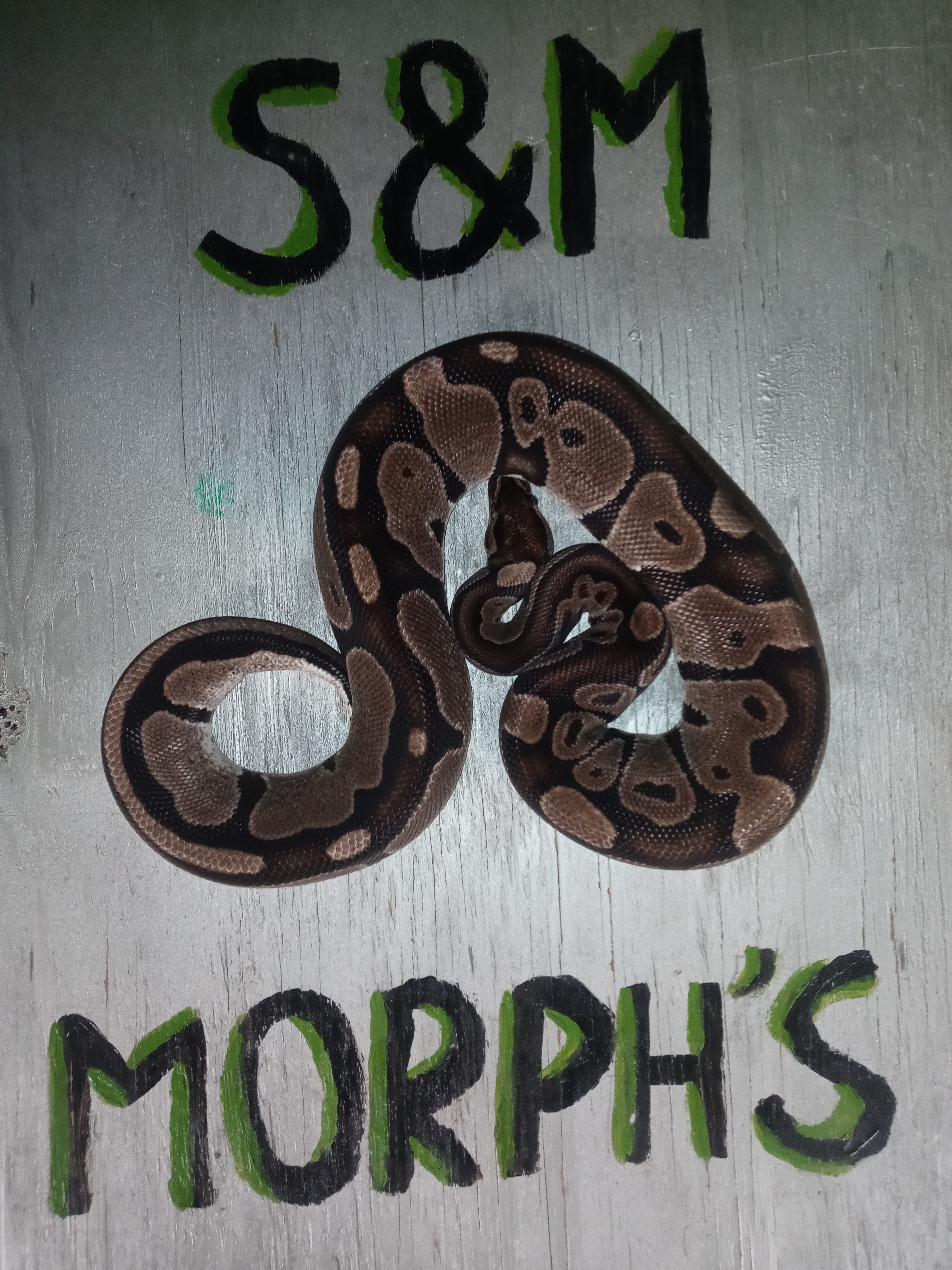 Jolliff Axanthic Ball Python by S&M Morph's