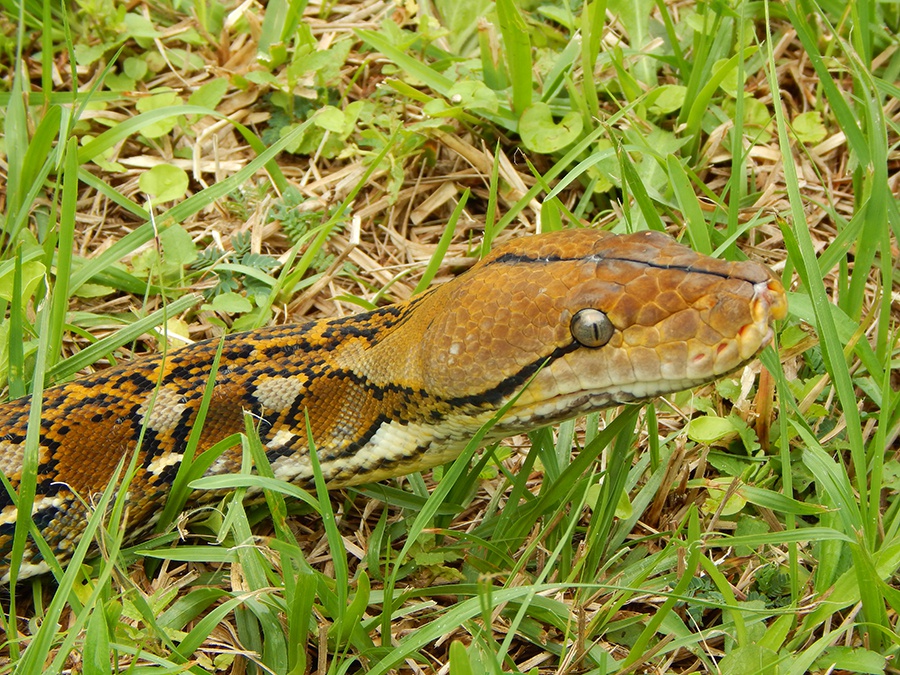 100% US CBB Dwarf Selayar Reticulated Python by Mystic Reptiles, LLC