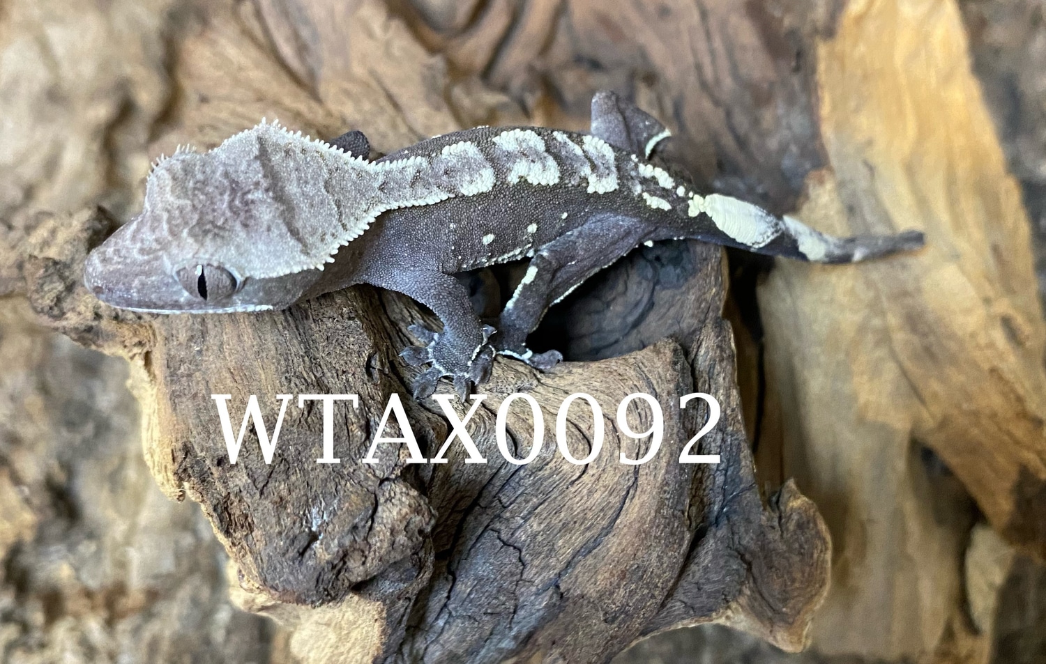 Axanthic Crested Gecko by Wild Things Exotic Animals