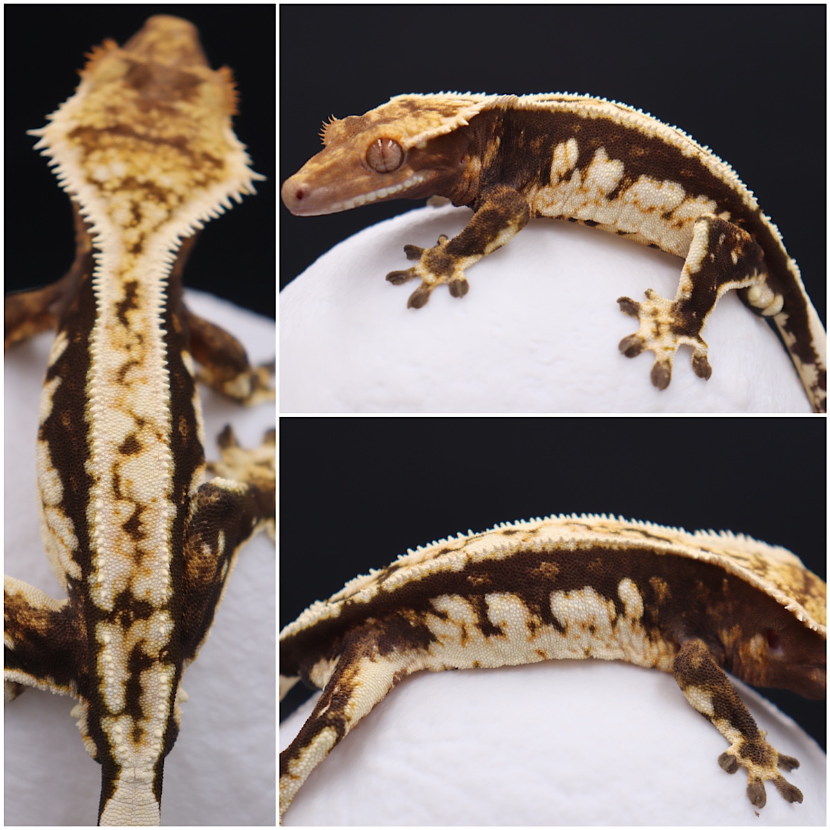 Paper White Harlequin Crested Gecko by Roaring Rhacs