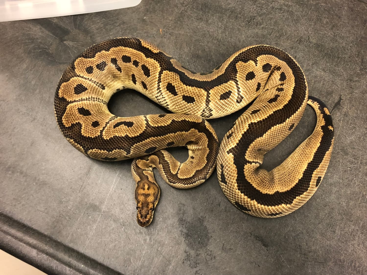 Clown Ball Python by KINOVA