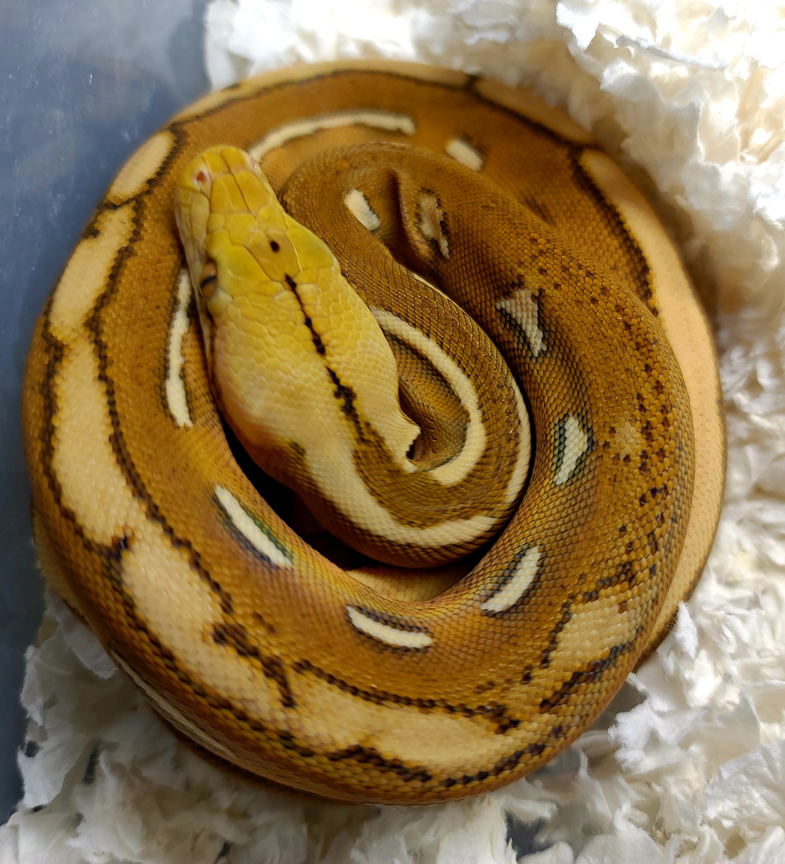 Orange Ghost Stripe Reticulated Python by Hell Creek Reptiles