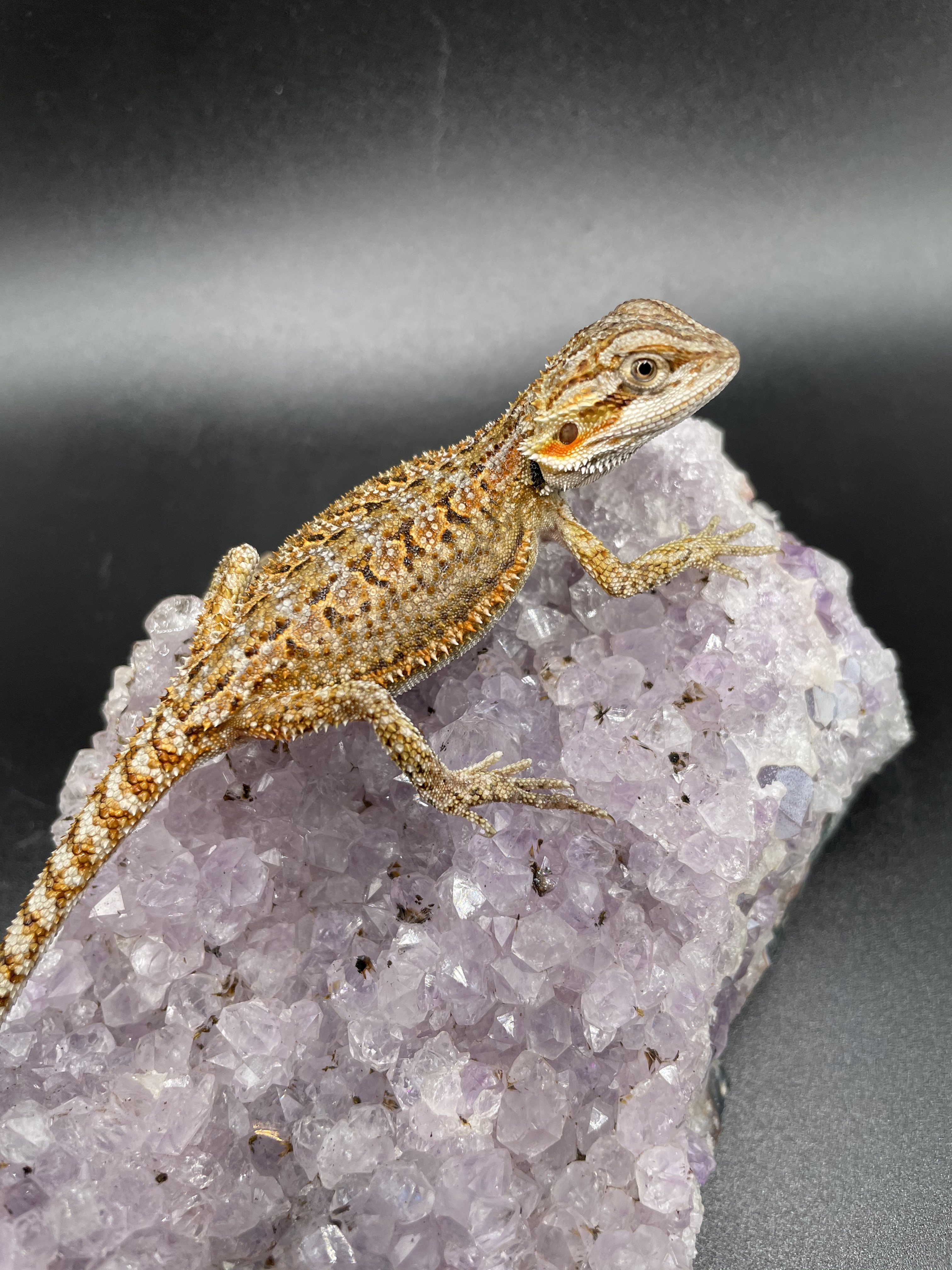 Dunner Central Bearded Dragon by Killer Clutches