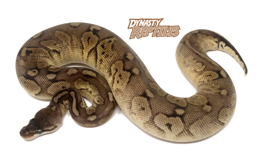 Bongo Shatter Pastel Ball Python by Dynasty Reptiles