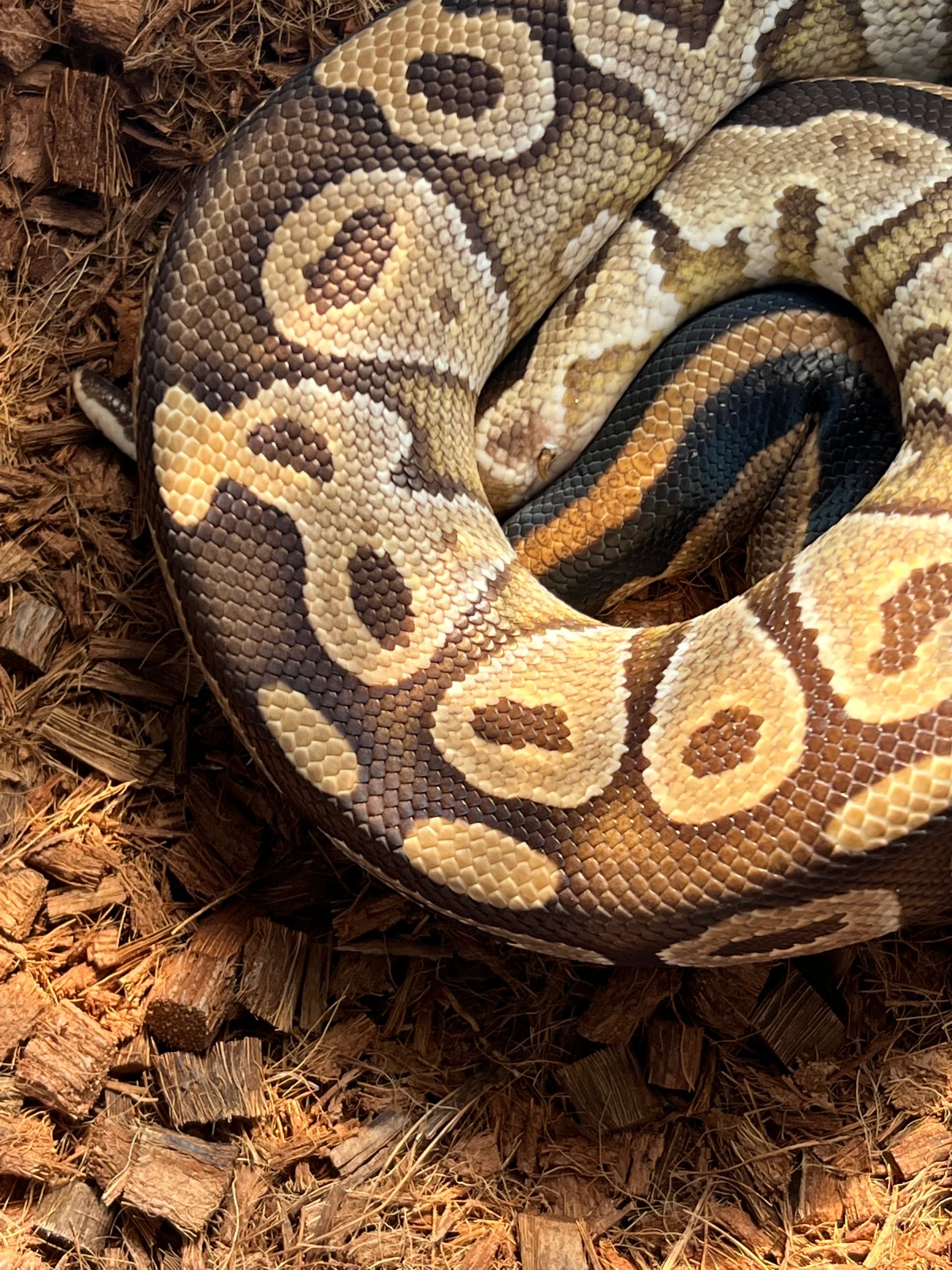 Gold blush Mojave Paired up with our leopard - Ball Pythons ...