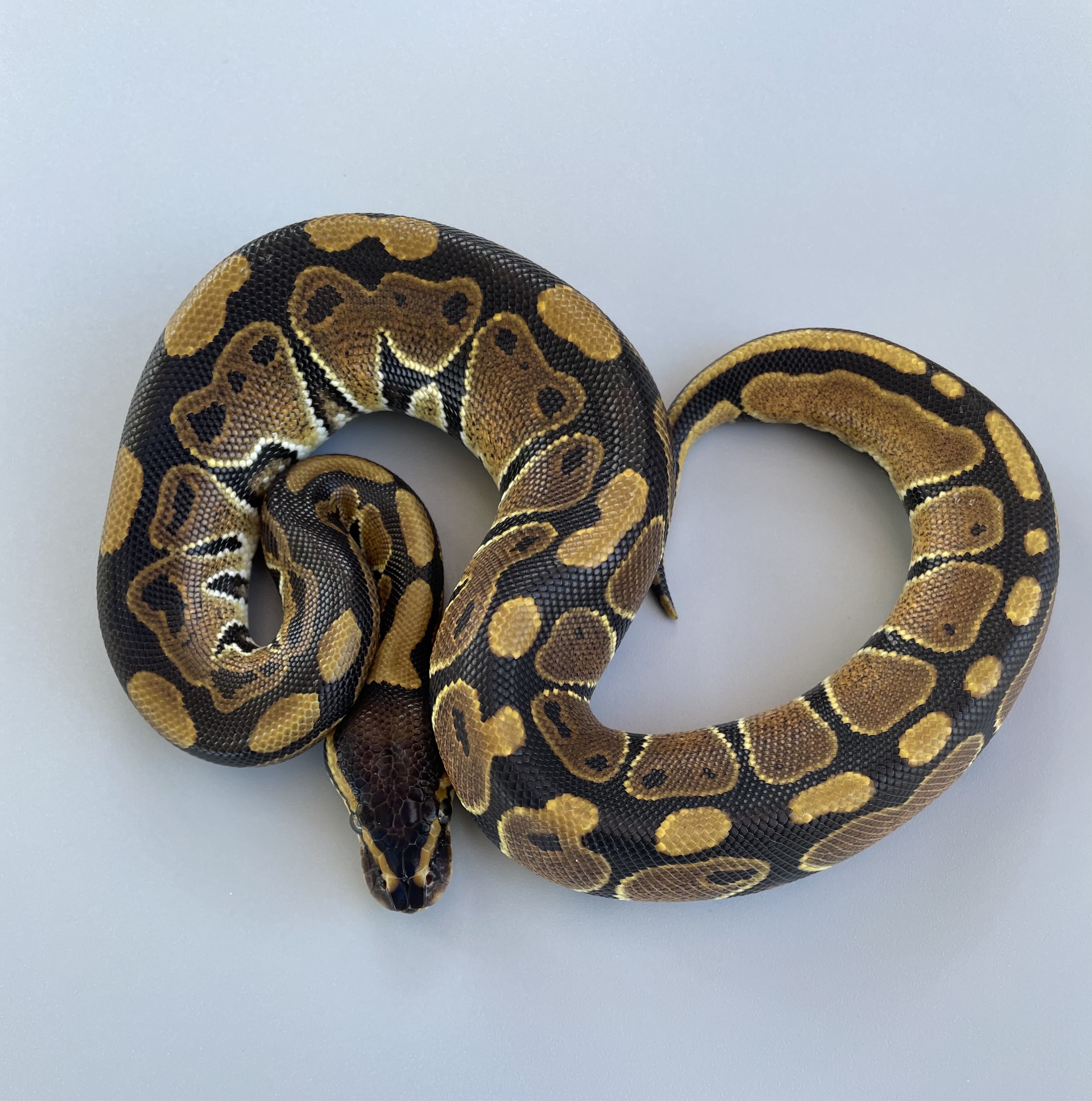 Genetic Black Back Ball Python by Ball or Nothing Pythons