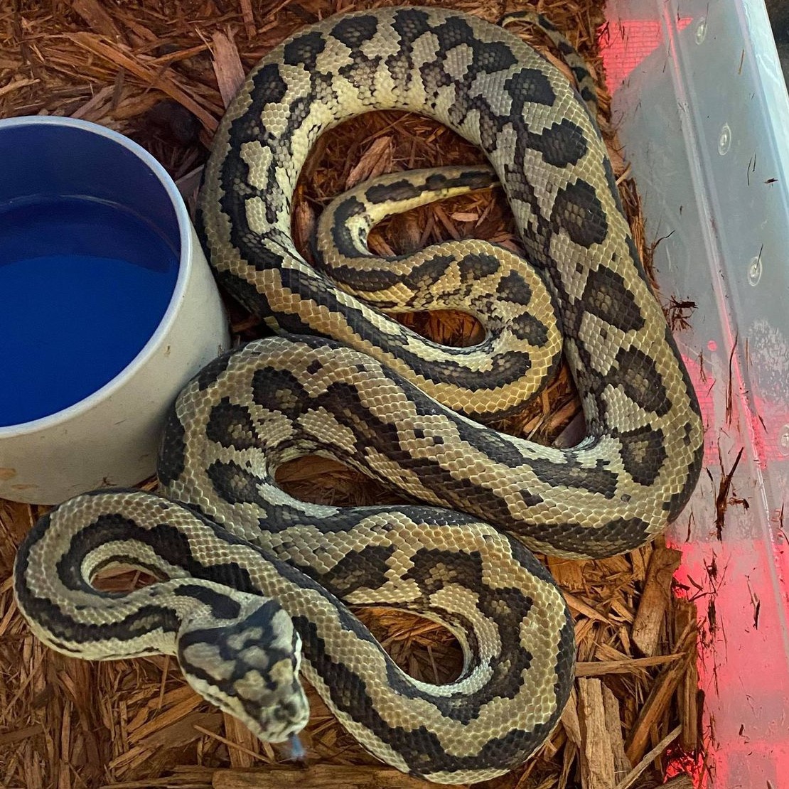 Citrus Tiger Other Carpet Python by Extraordinary Ectotherms