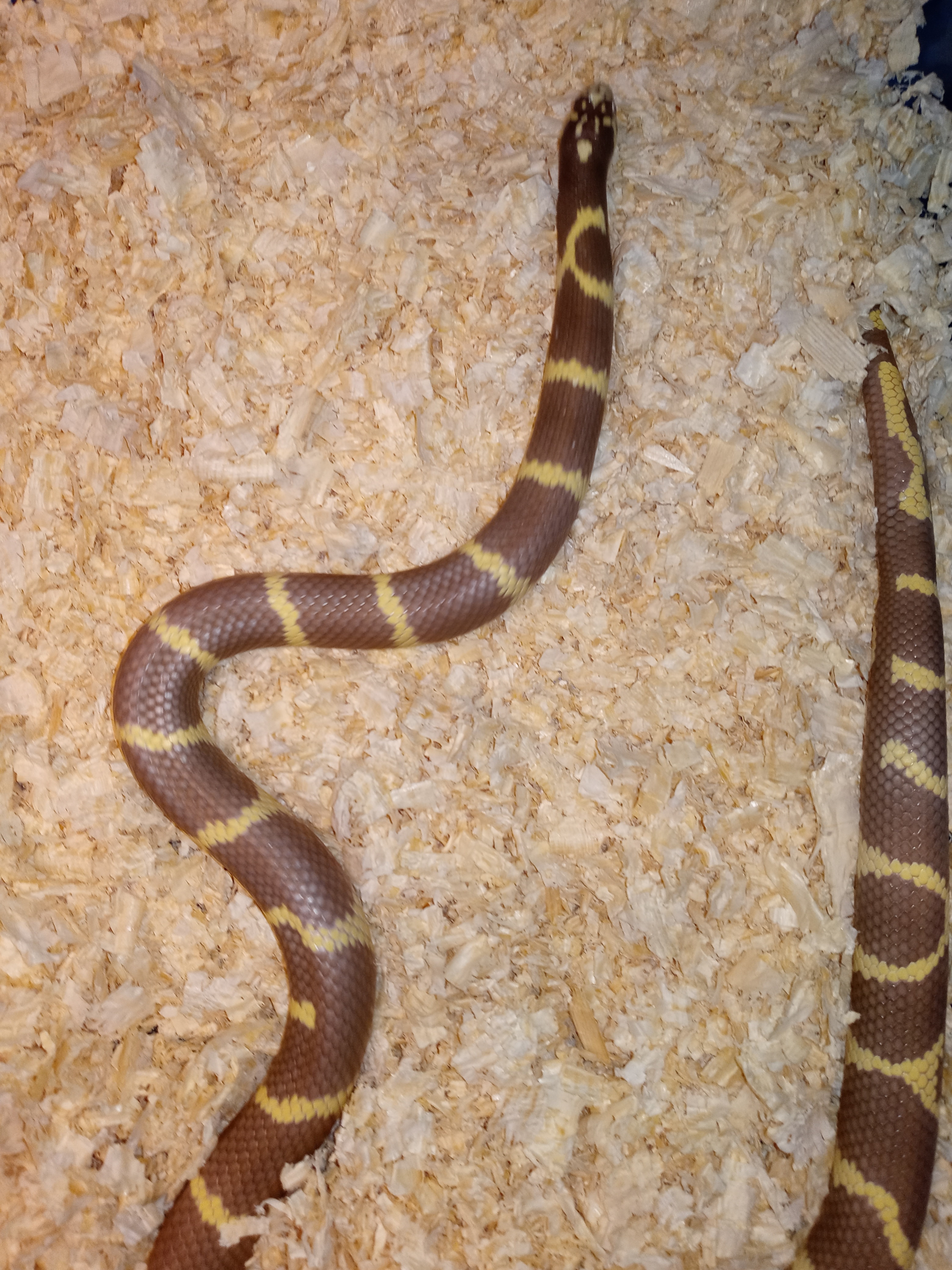 Hypo California Kingsnake by Reptiles and Rodents