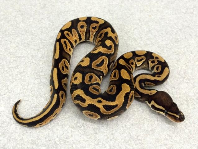 Mystic Ball Python by Royal Constrictor Designs