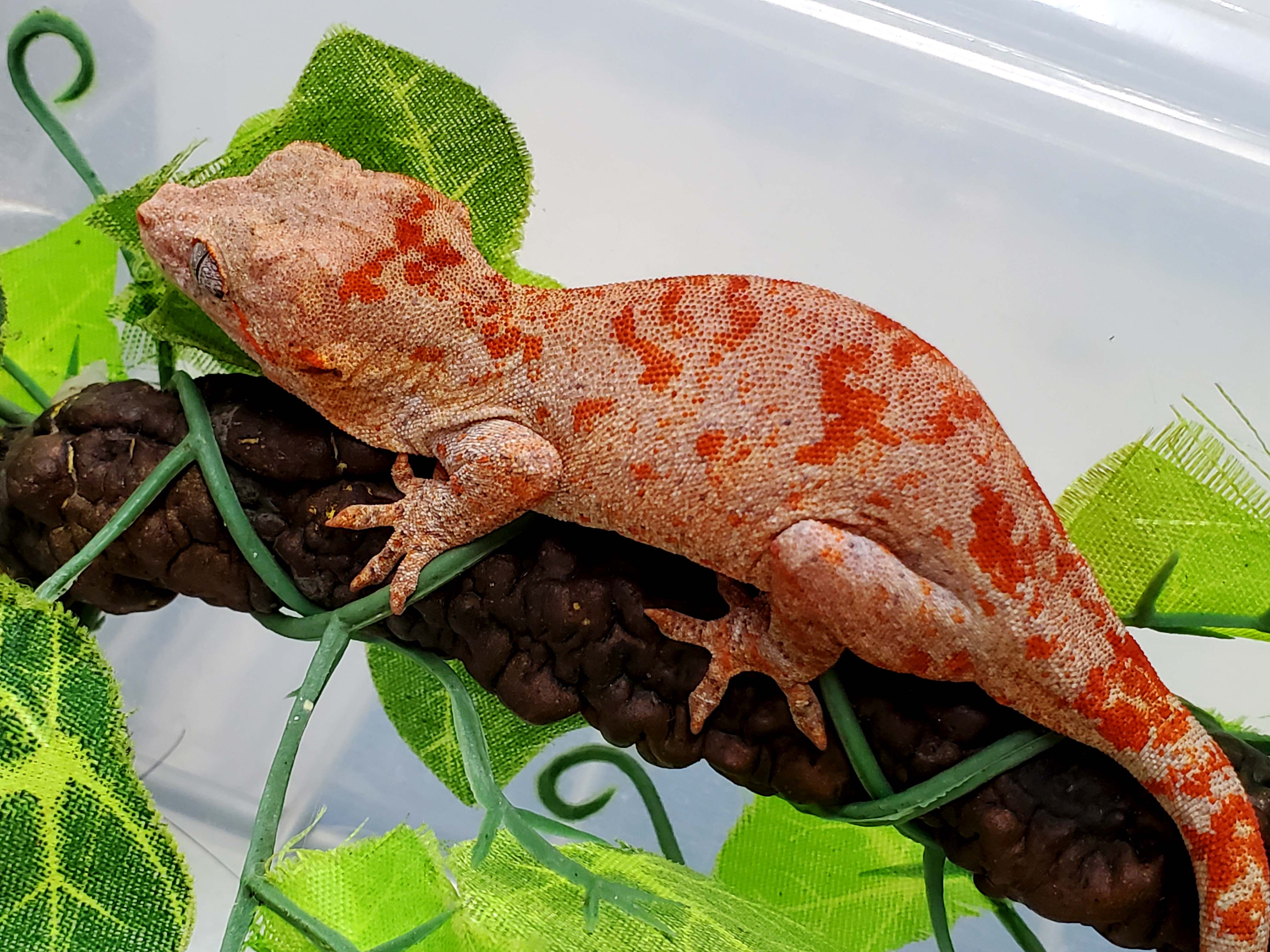 Super Blotch Gargoyle Gecko by Dragon's Den Herpetoculture