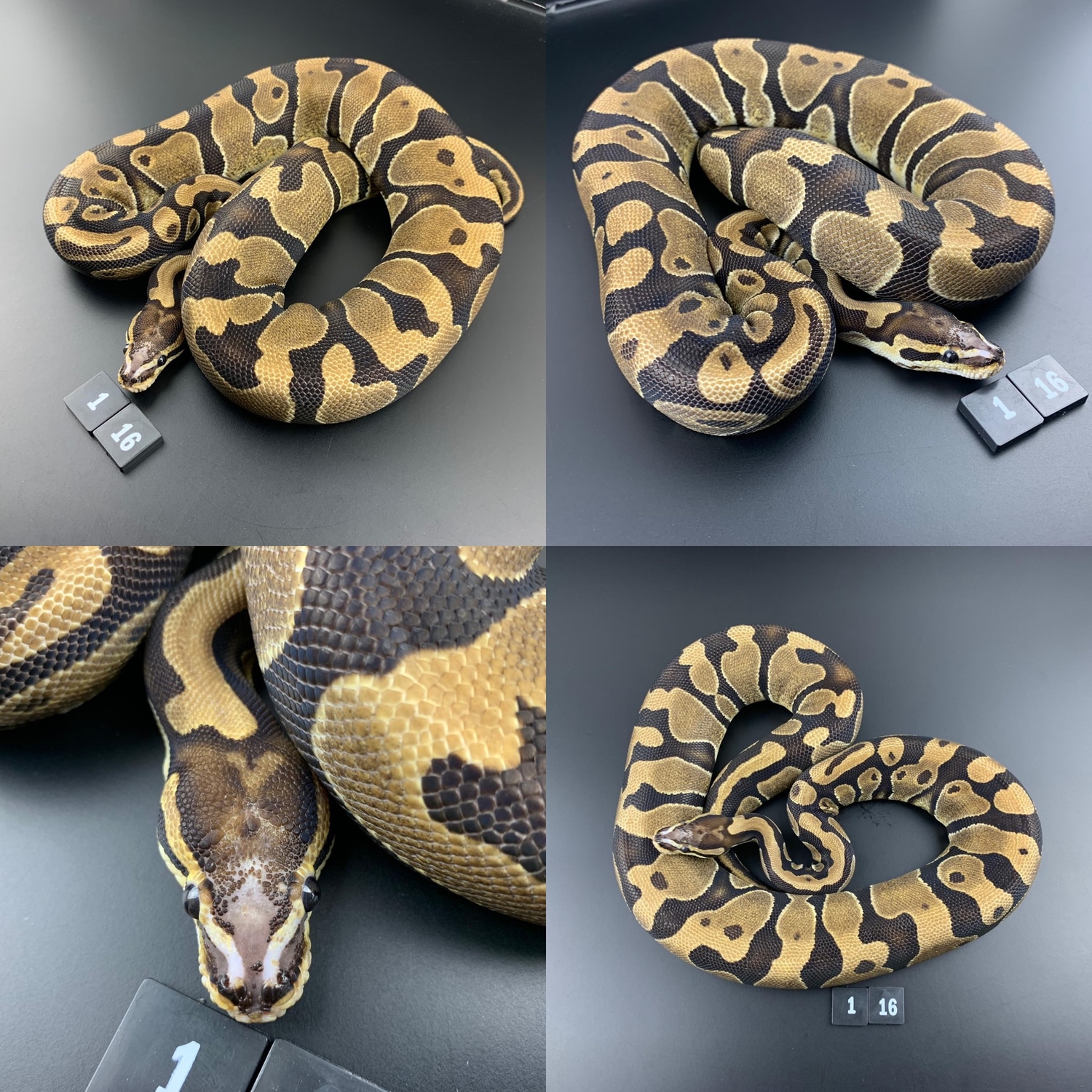 Microscale With Slight Zip Belly Ball Python by D & Jo's Pythons