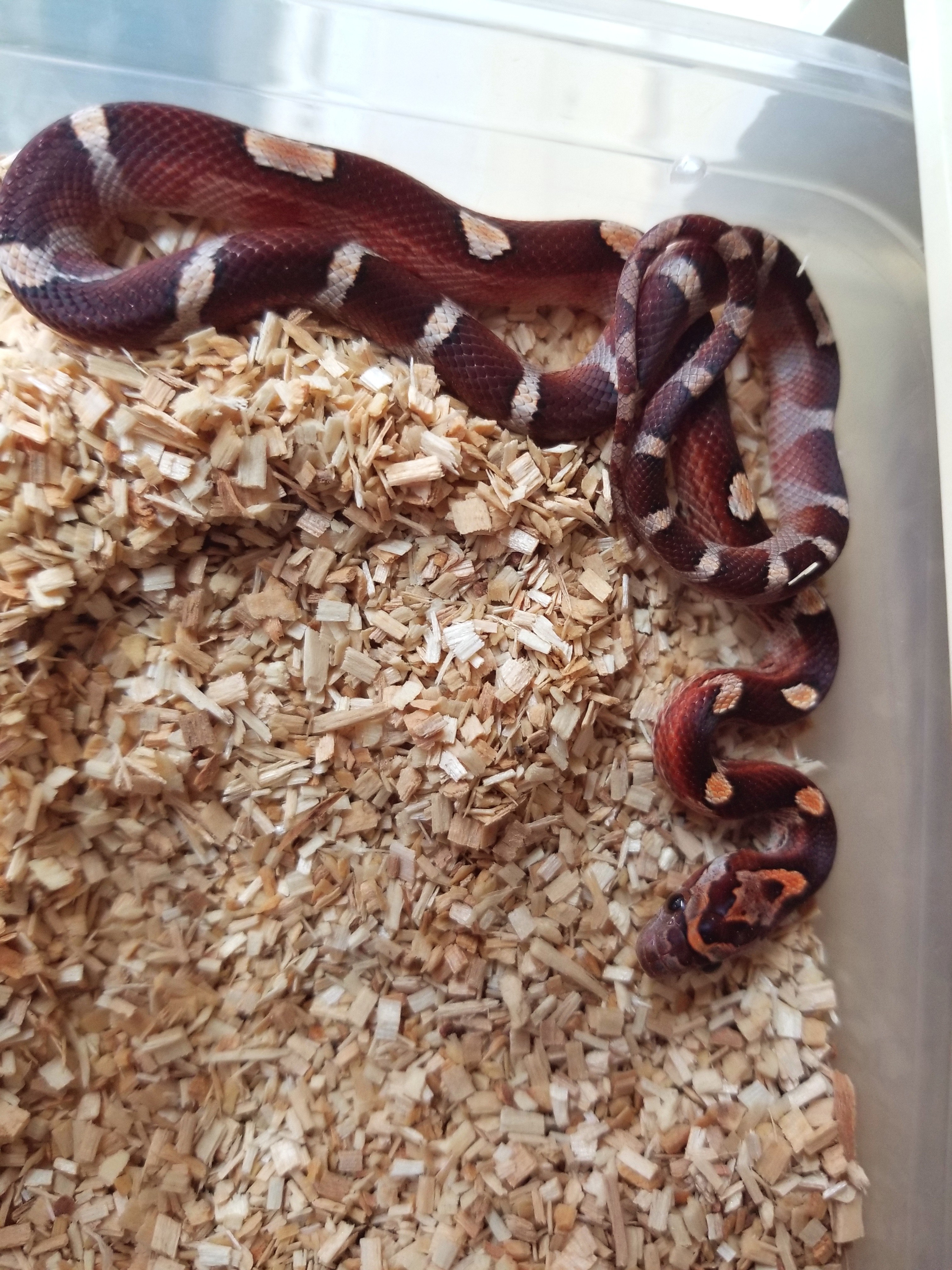 Motley Corn Snake by Cold Blooded Pets Llc