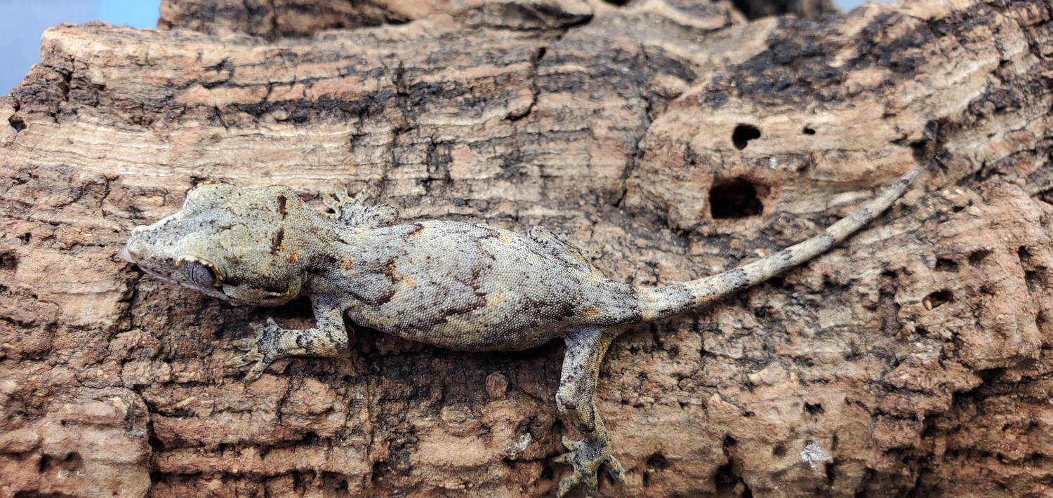 Reticulated Gargoyle Gargoyle Gecko by Dakine Exotics