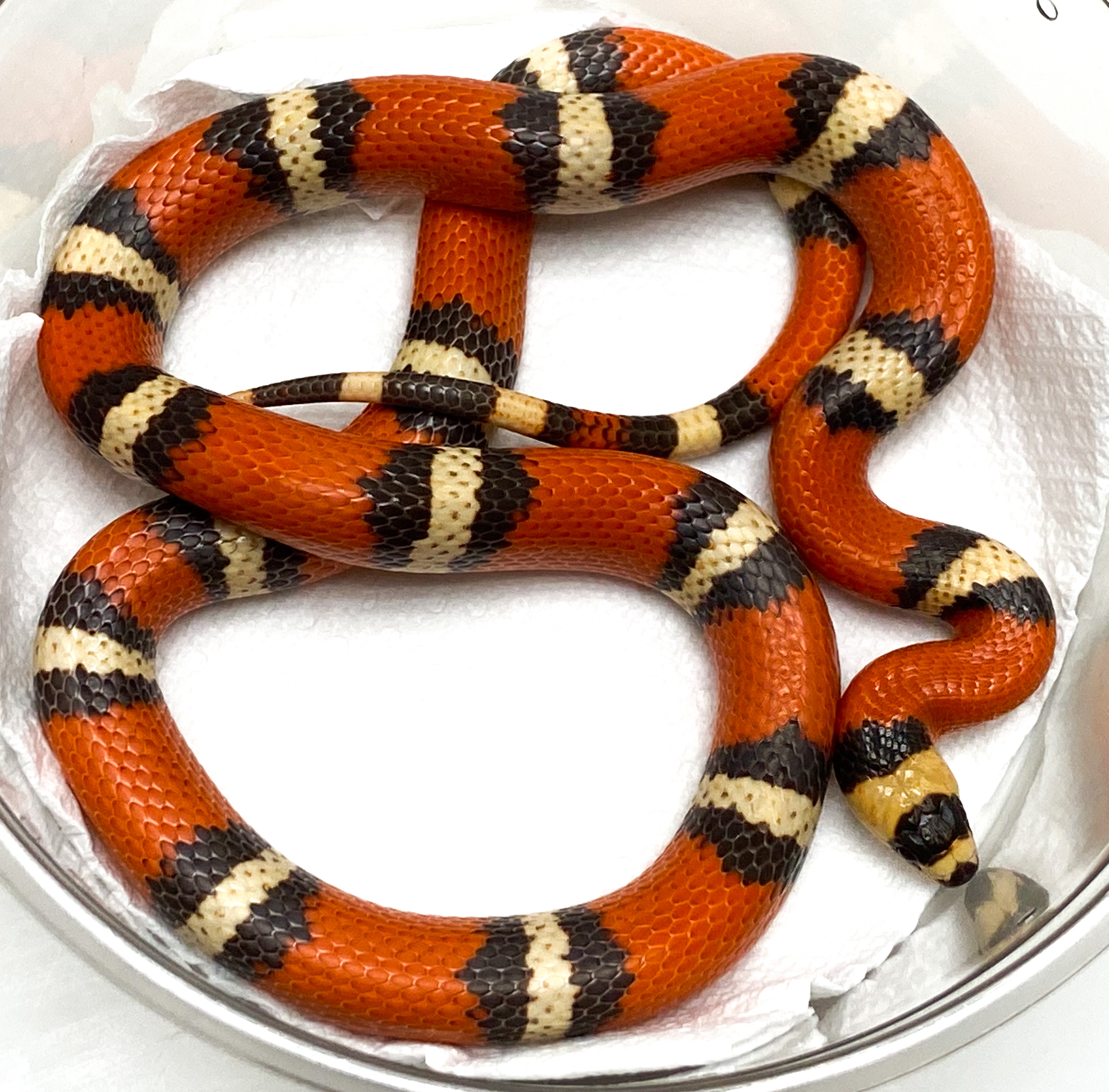 Hypo Honduran Milk Snake by Serpentine Exotics
