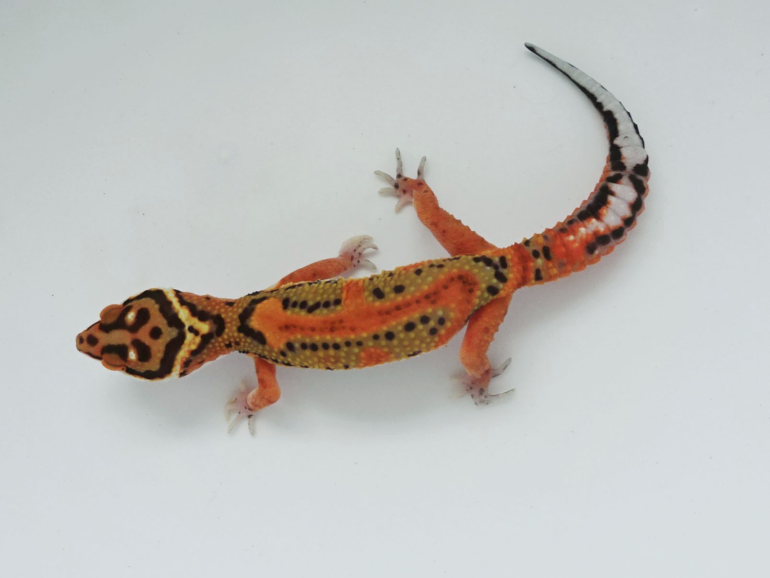 Firebold Leopard Gecko by LM Geckos