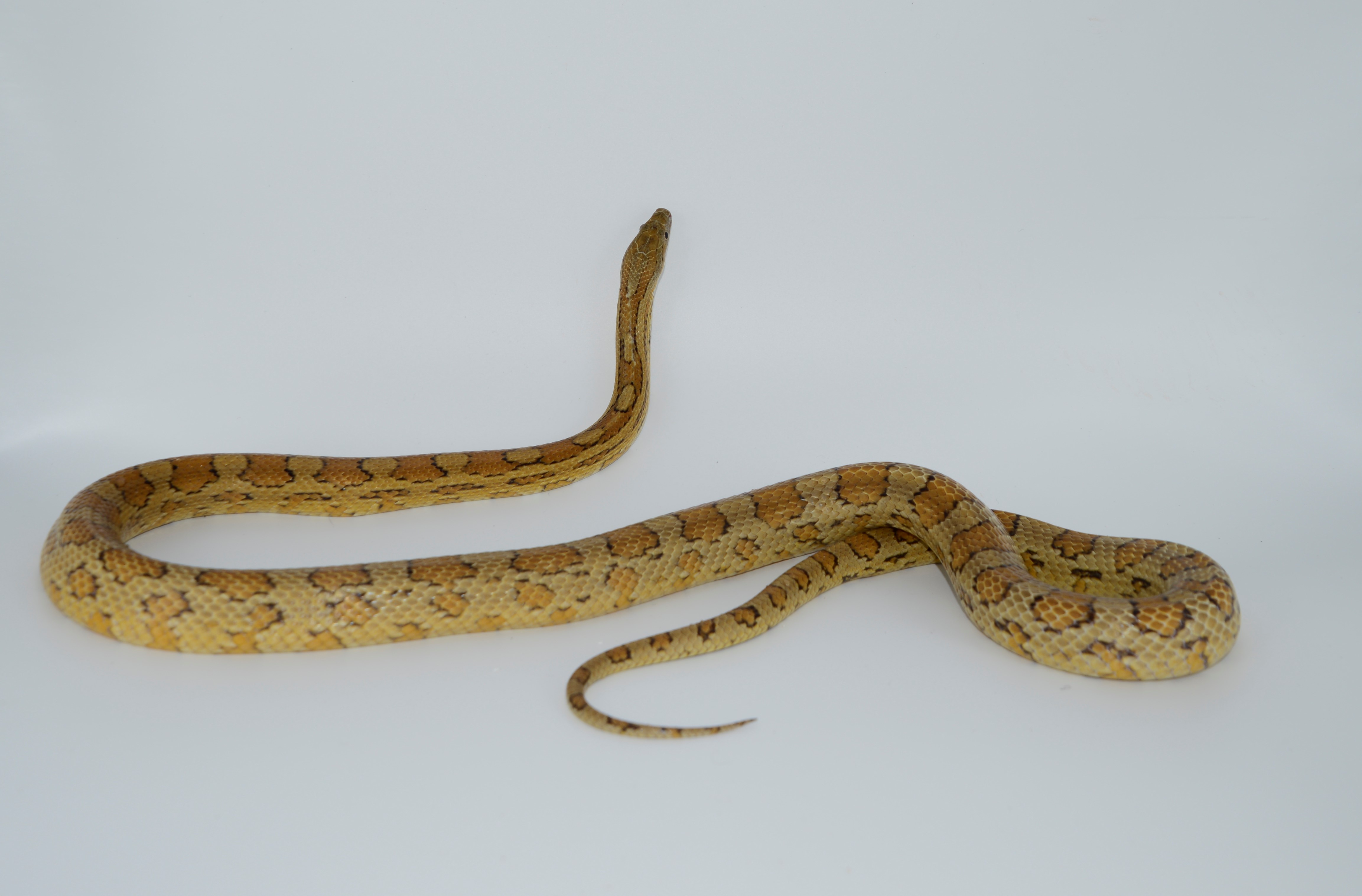 Caramel Corn Snake by Lancelots Royal Reptiles