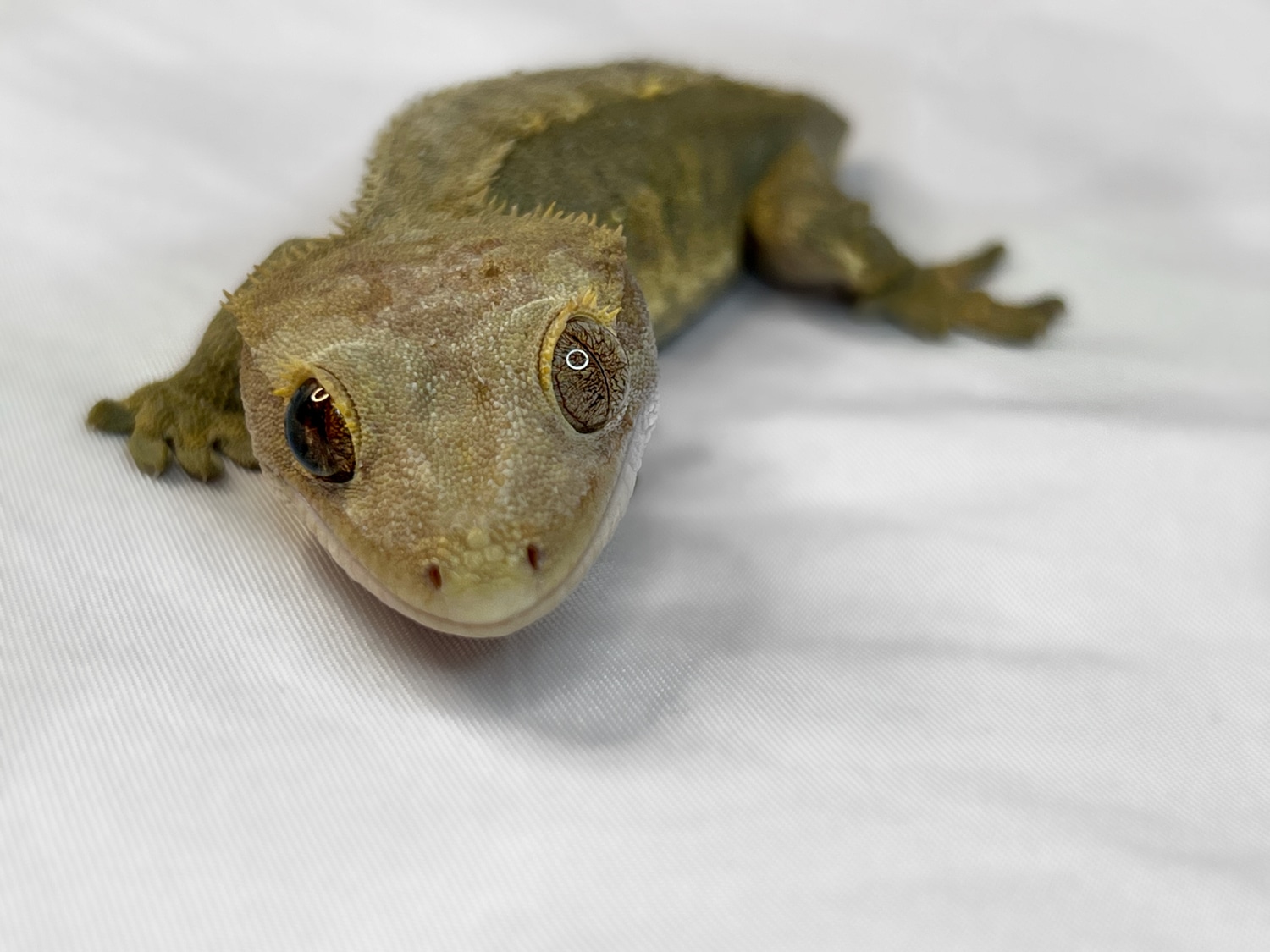 Olive Crested Gecko by Puregoldgeckos