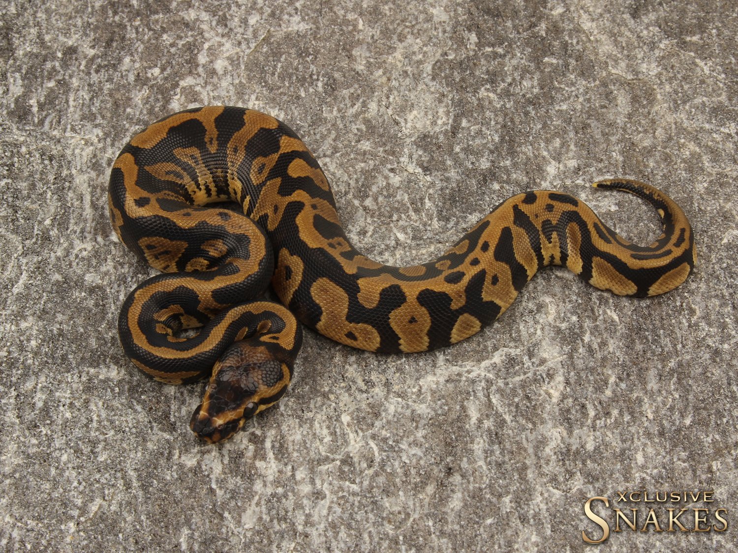 Confusion Ball Python by Xclusive Snakes