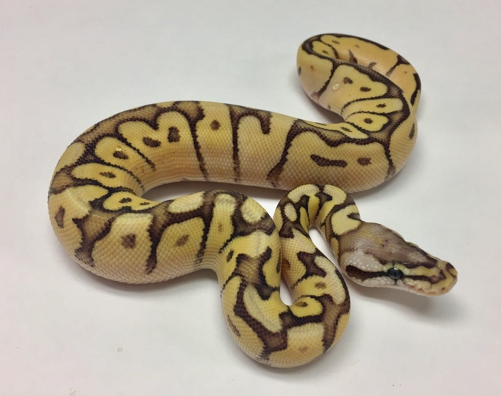 Super Pastel Fire Special Woma Ball Python by BHB Reptiles