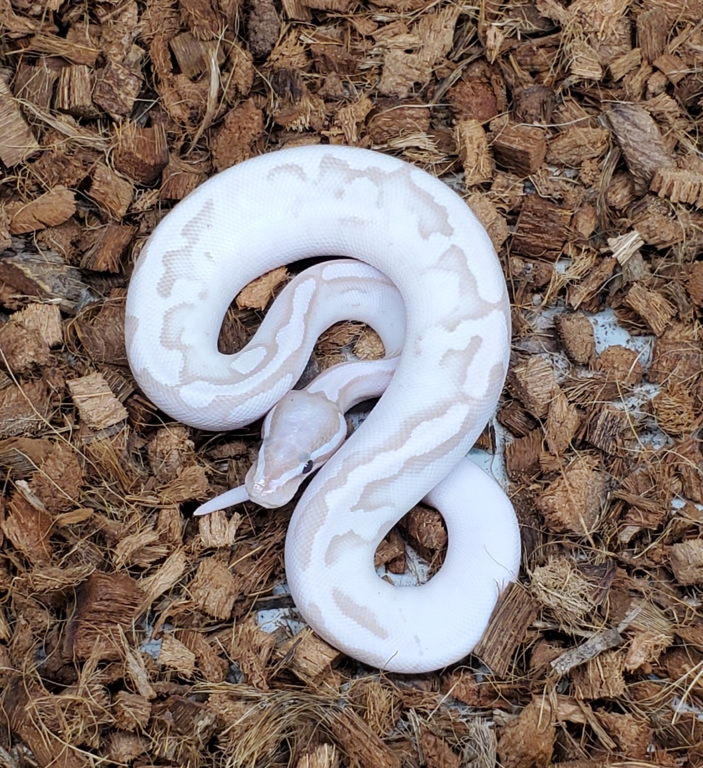 Banana Axanthic Pied Ball Python by Exiled Reptiles