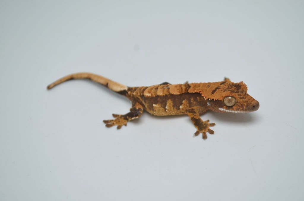 Chevron Back Harlequin Crested Gecko by Tikisgeckos,llc