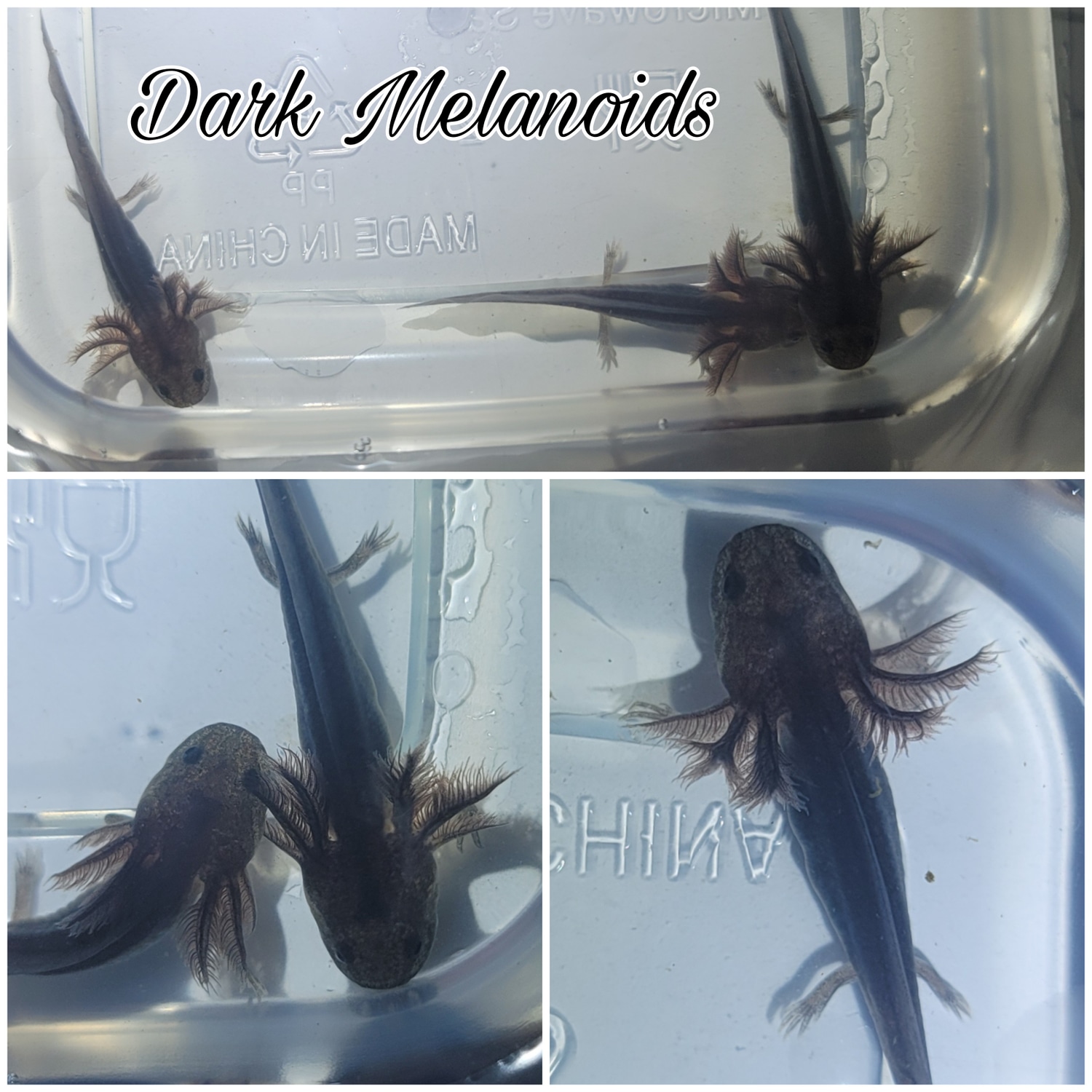 Dark Melanoids Axolotl by A Lotl Love