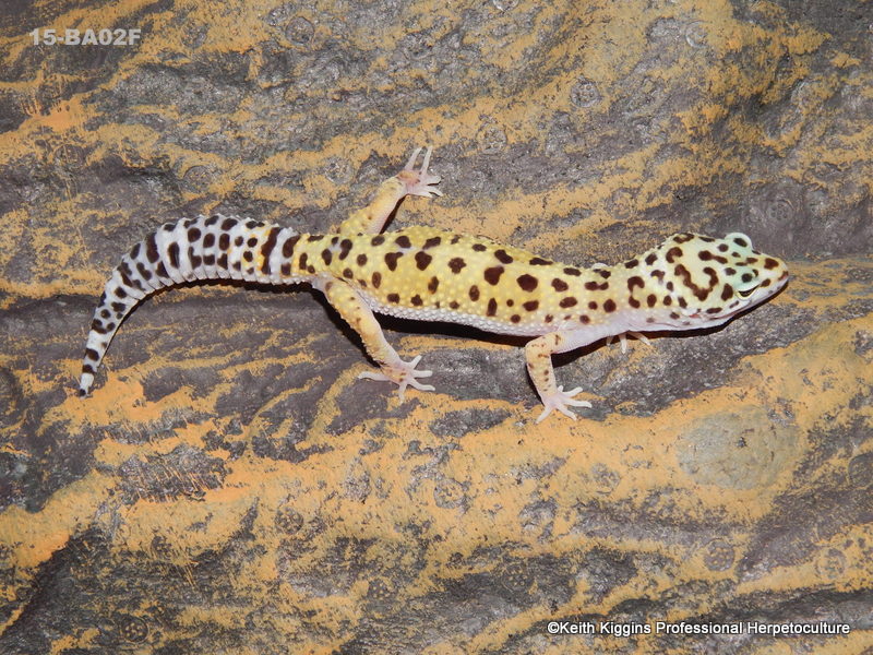 High Yellow Leopard Gecko by CKGgeckos.com