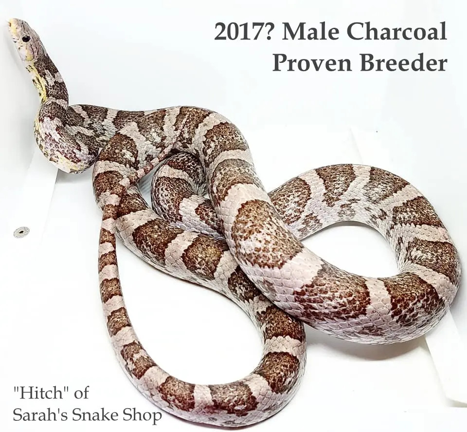 Charcoal by Sarah's Snake Shop