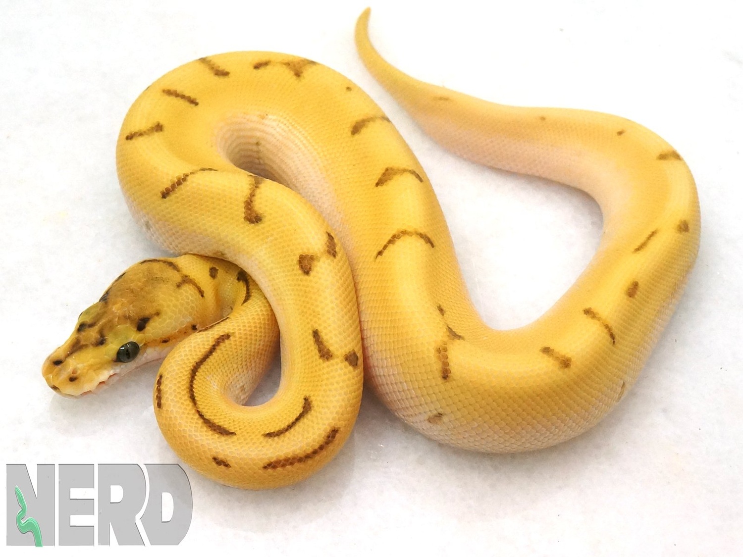 Lesser Spinnerblast Orange Dream Yellowbelly Malum Ball Python by New England Reptile Distributors